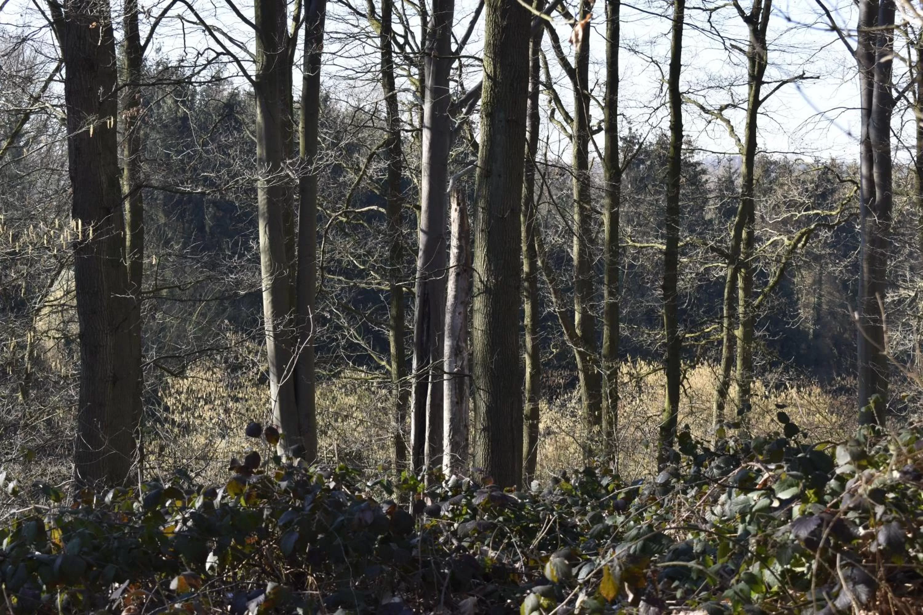 Nearby landmark in De Pastorie