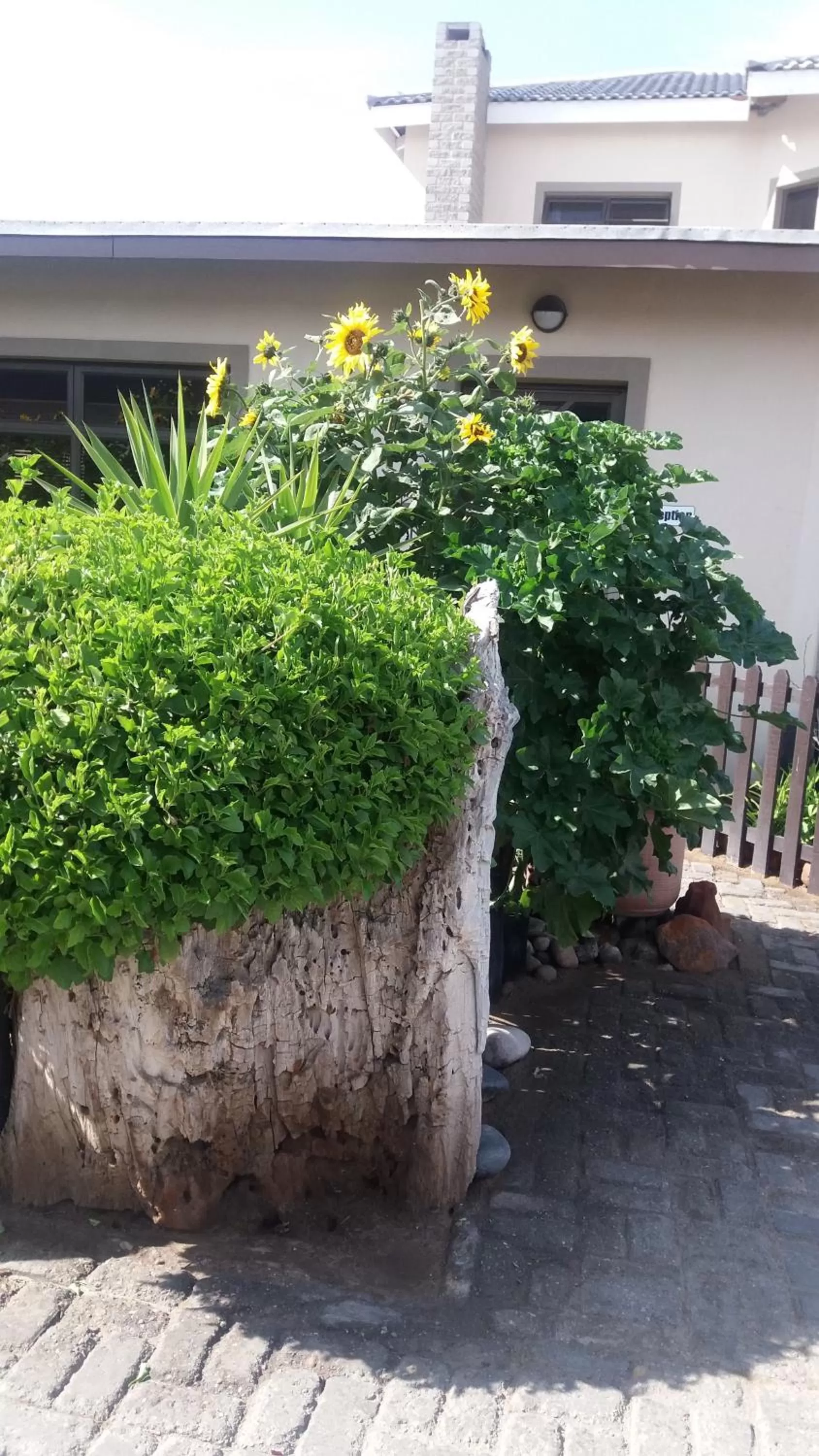 Garden in Sunflower Self-Catering