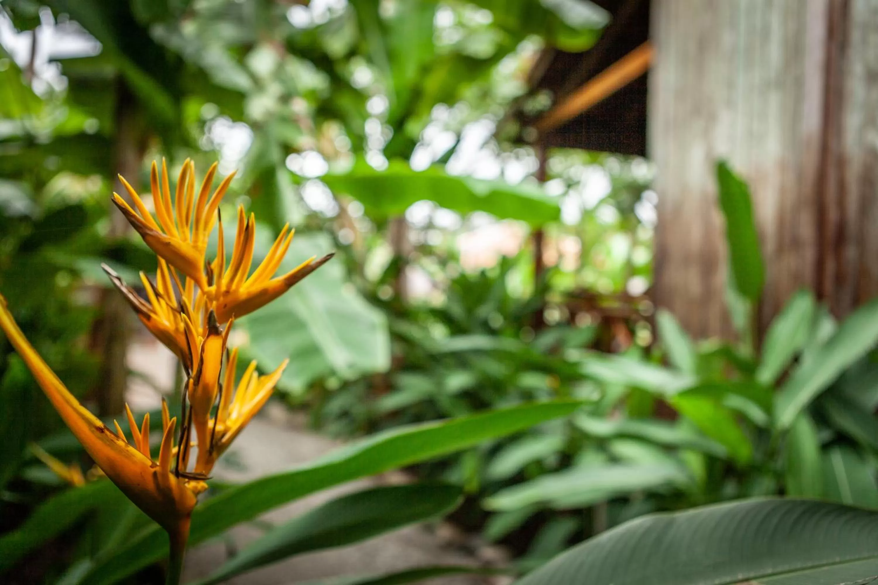 Garden in Authentic Khmer Village Resort