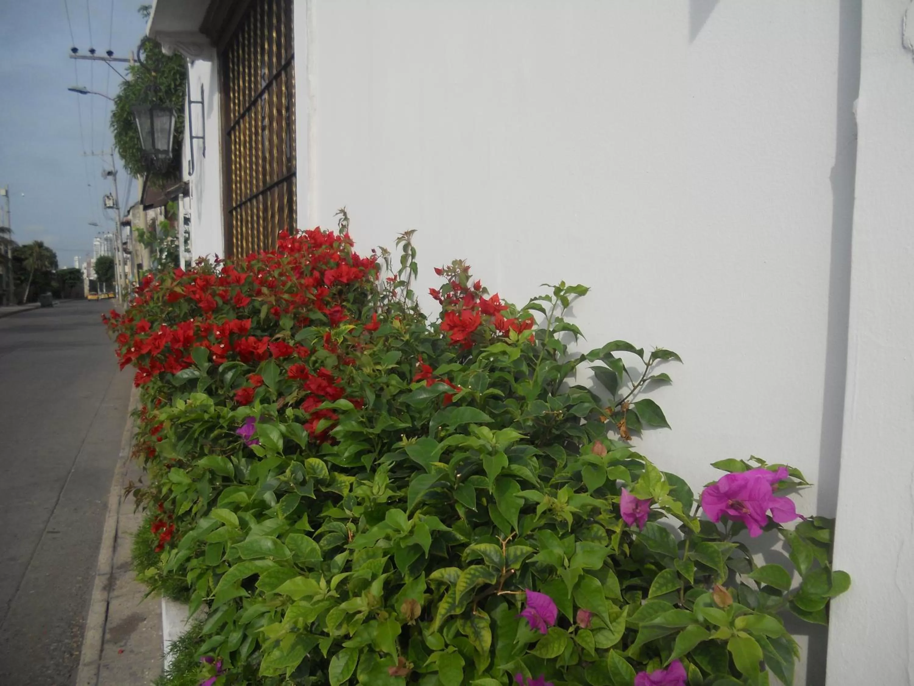 Garden in Patio de Getsemani