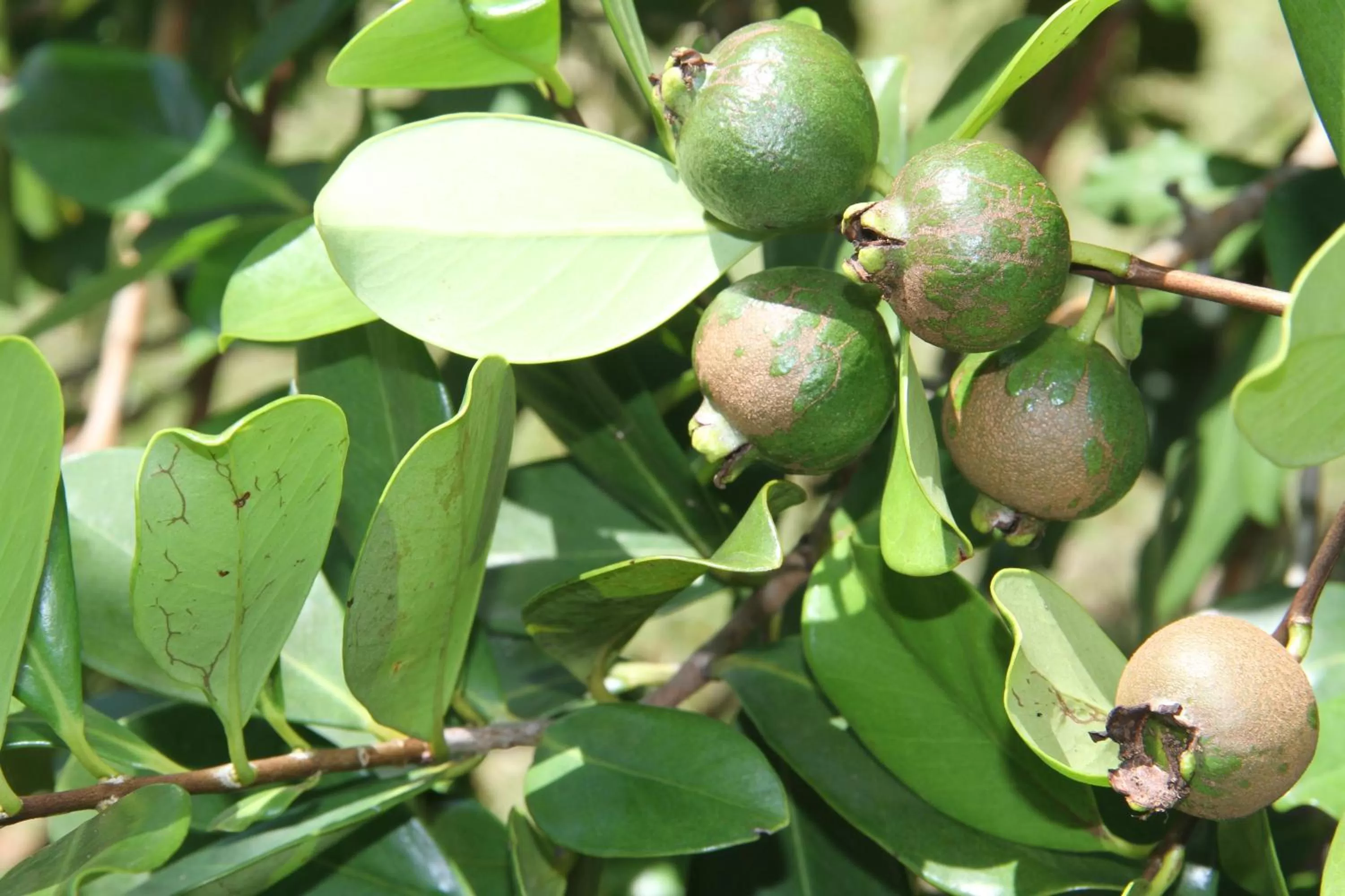 Garden, Food in Daniella's Bungalows