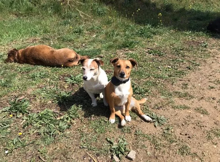 Animals in Bastide Bellugue Maison d'hôtes réseau Bienvenue à La Ferme à 3 minutes de Lourmarin