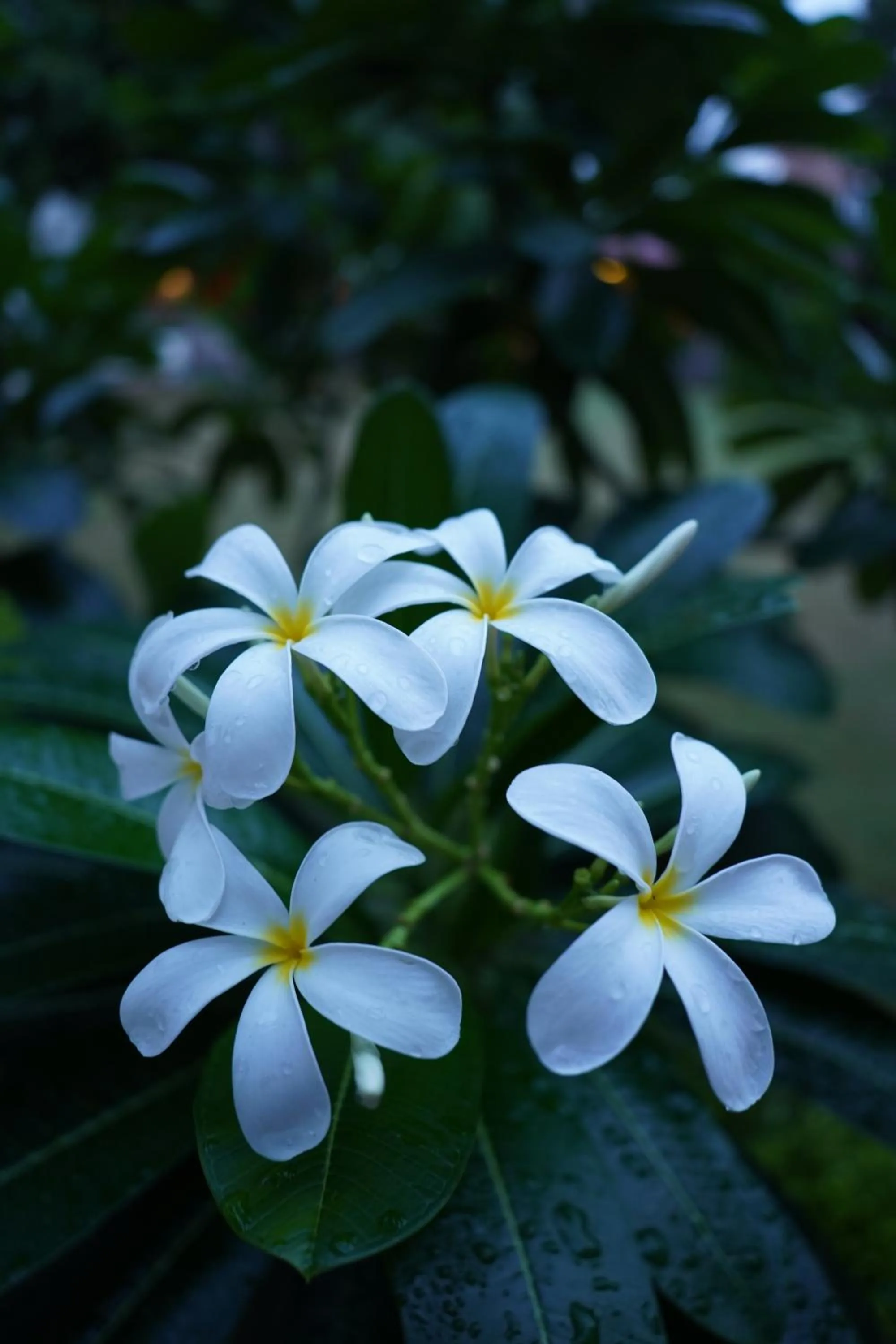 Spring in Park Plaza Jodhpur