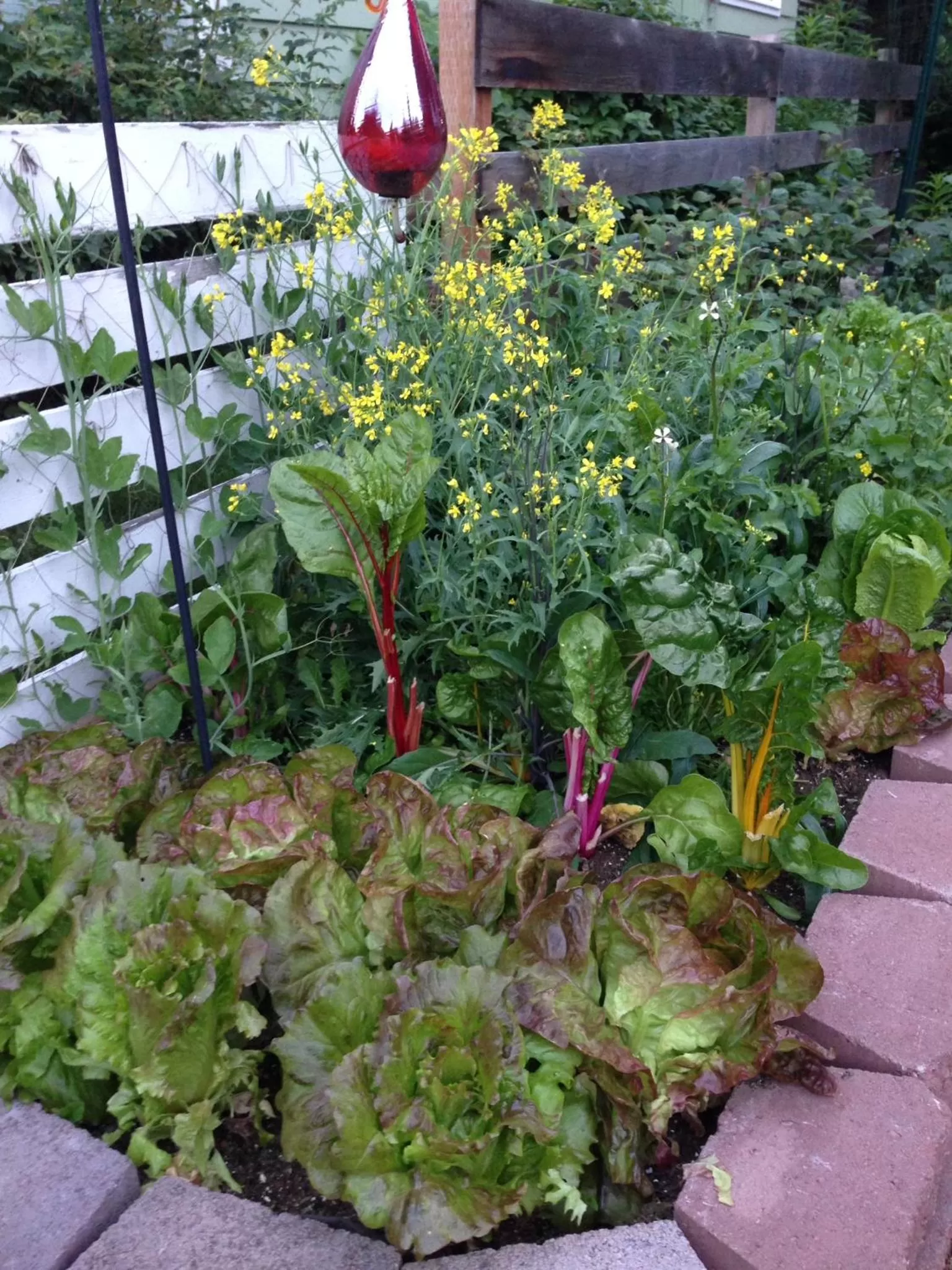 Garden, Other Animals in Gardenside Bed and Breakfast