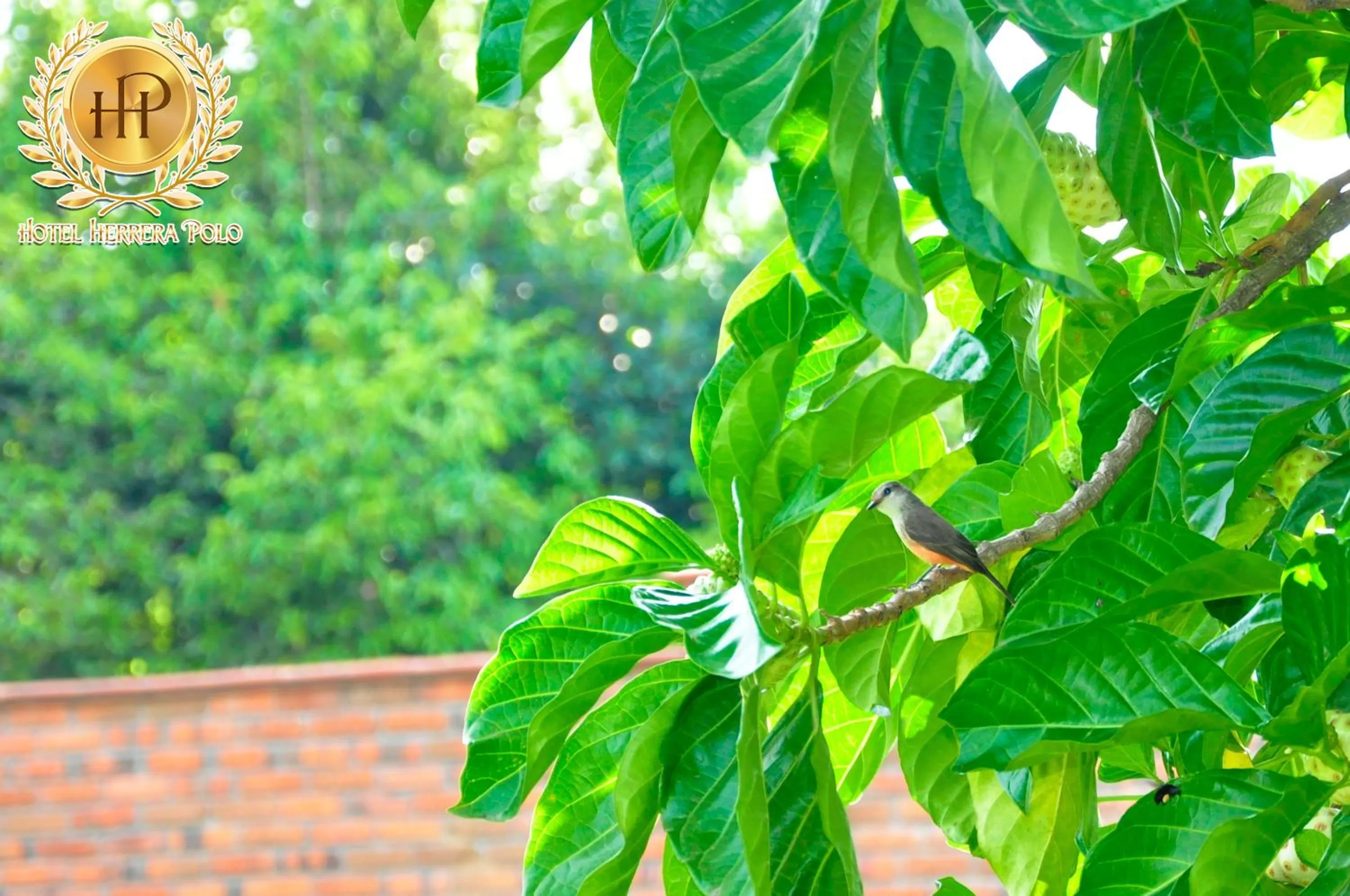 Garden in Hotel Herrera Polo