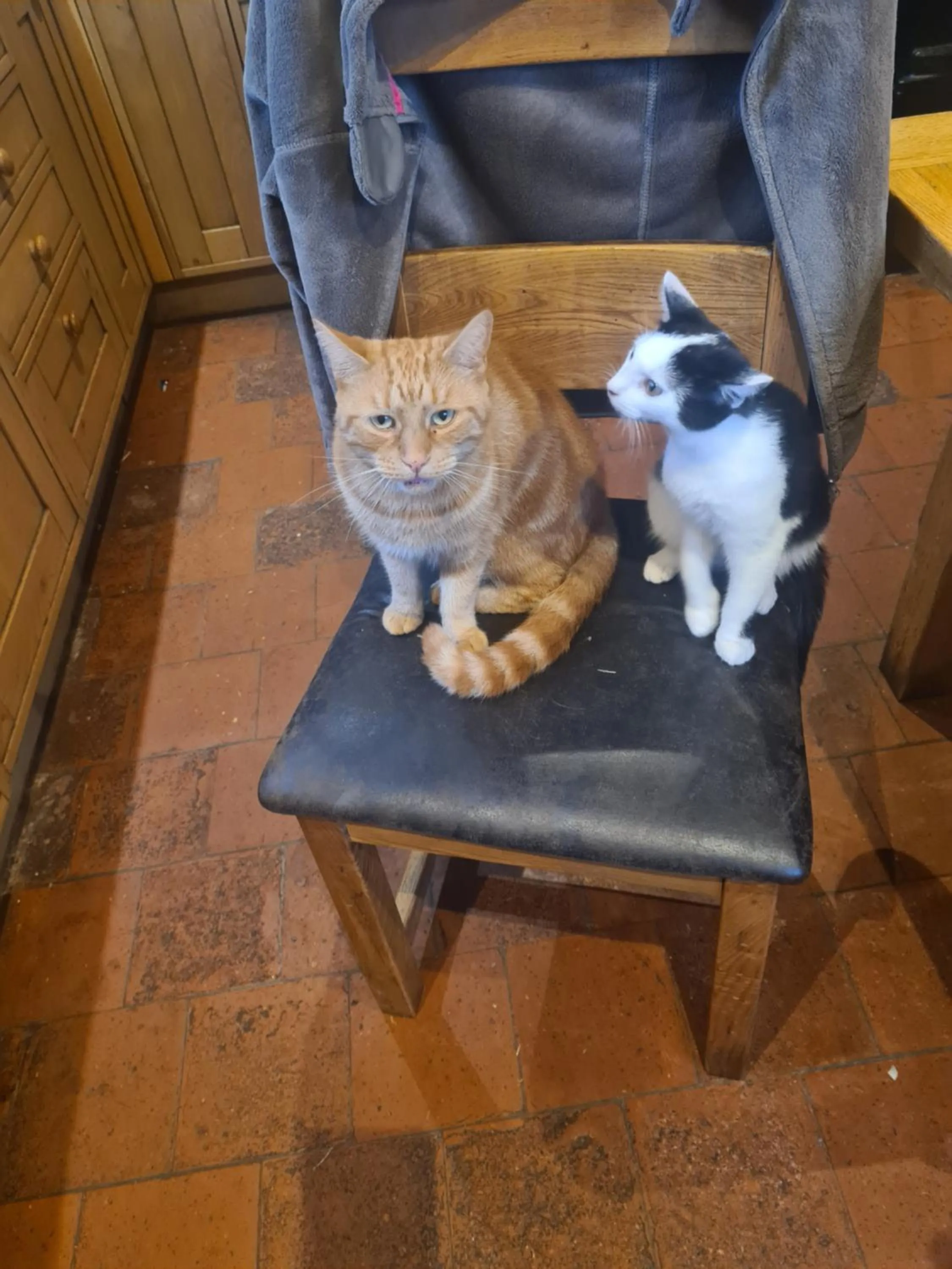 Pets in Church Farm Accommodation