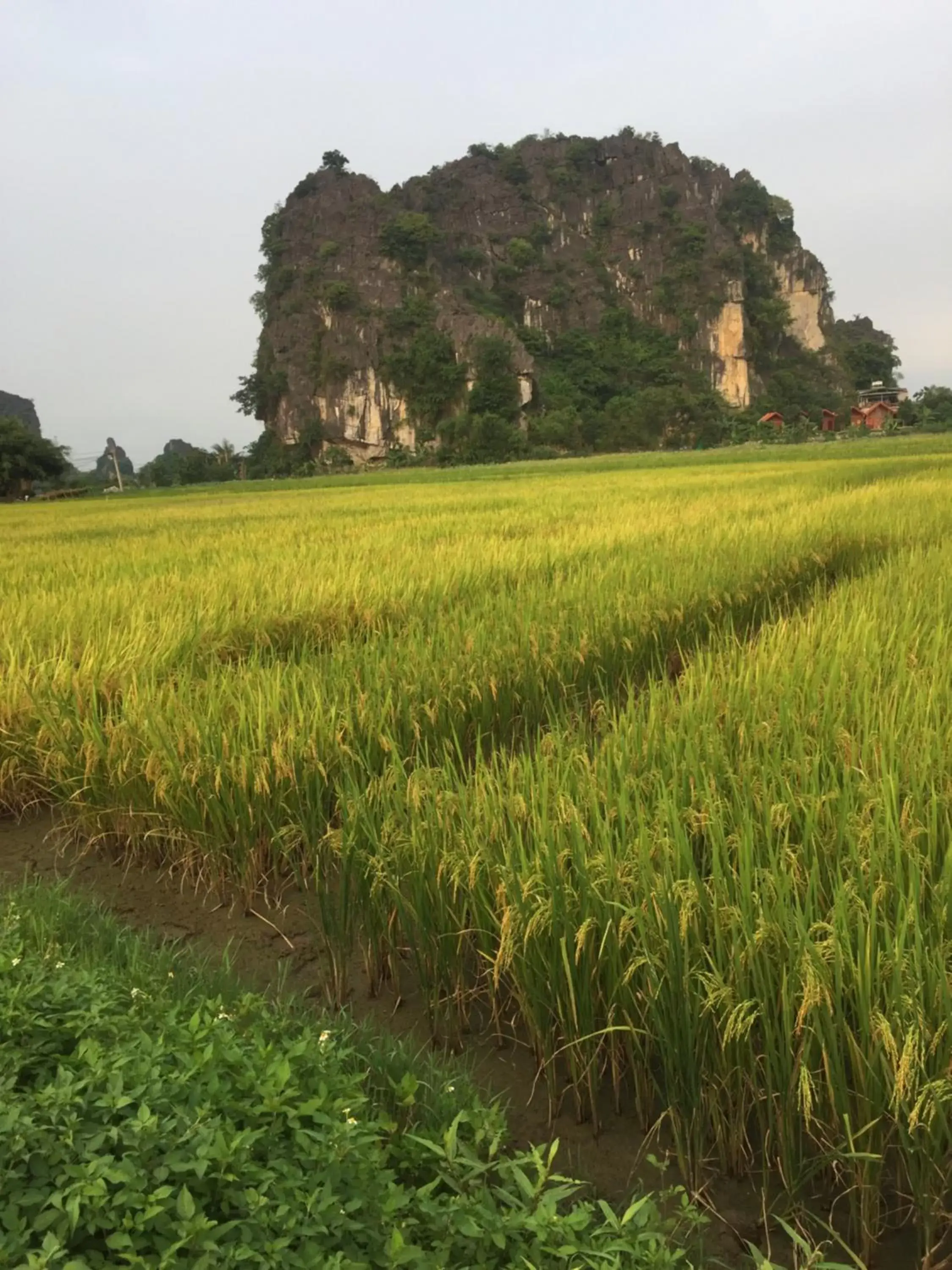Tam Coc Heart Homestay Tam Coc Heart Homestay