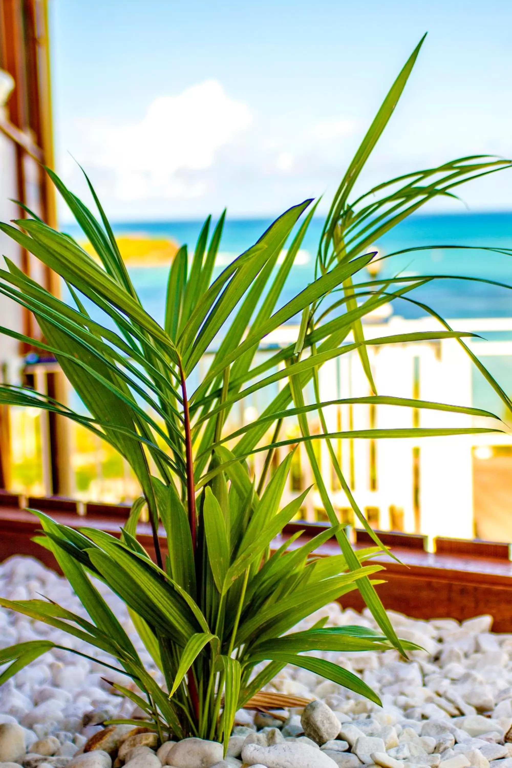 Garden in Hotel Le Manguier