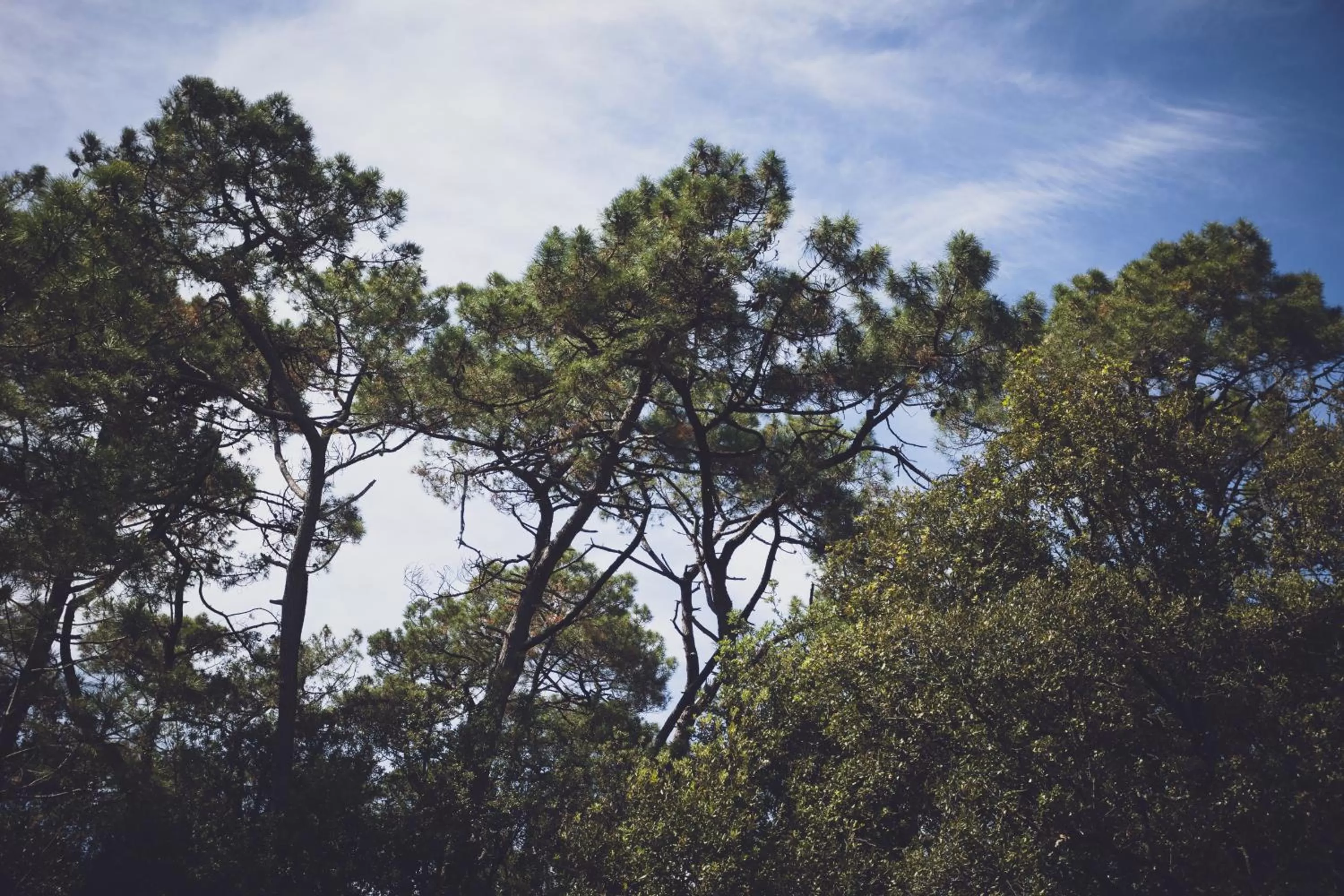 Natural landscape in La Côte de Lumière