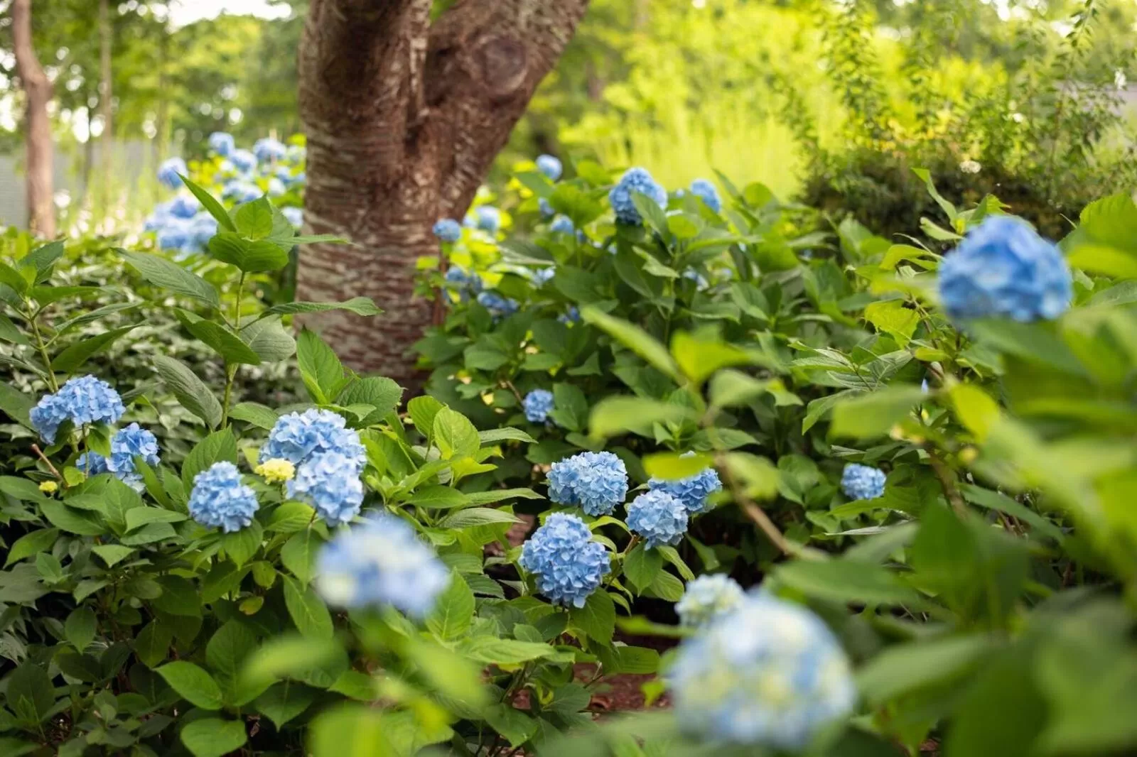 Garden in Palmer House Inn