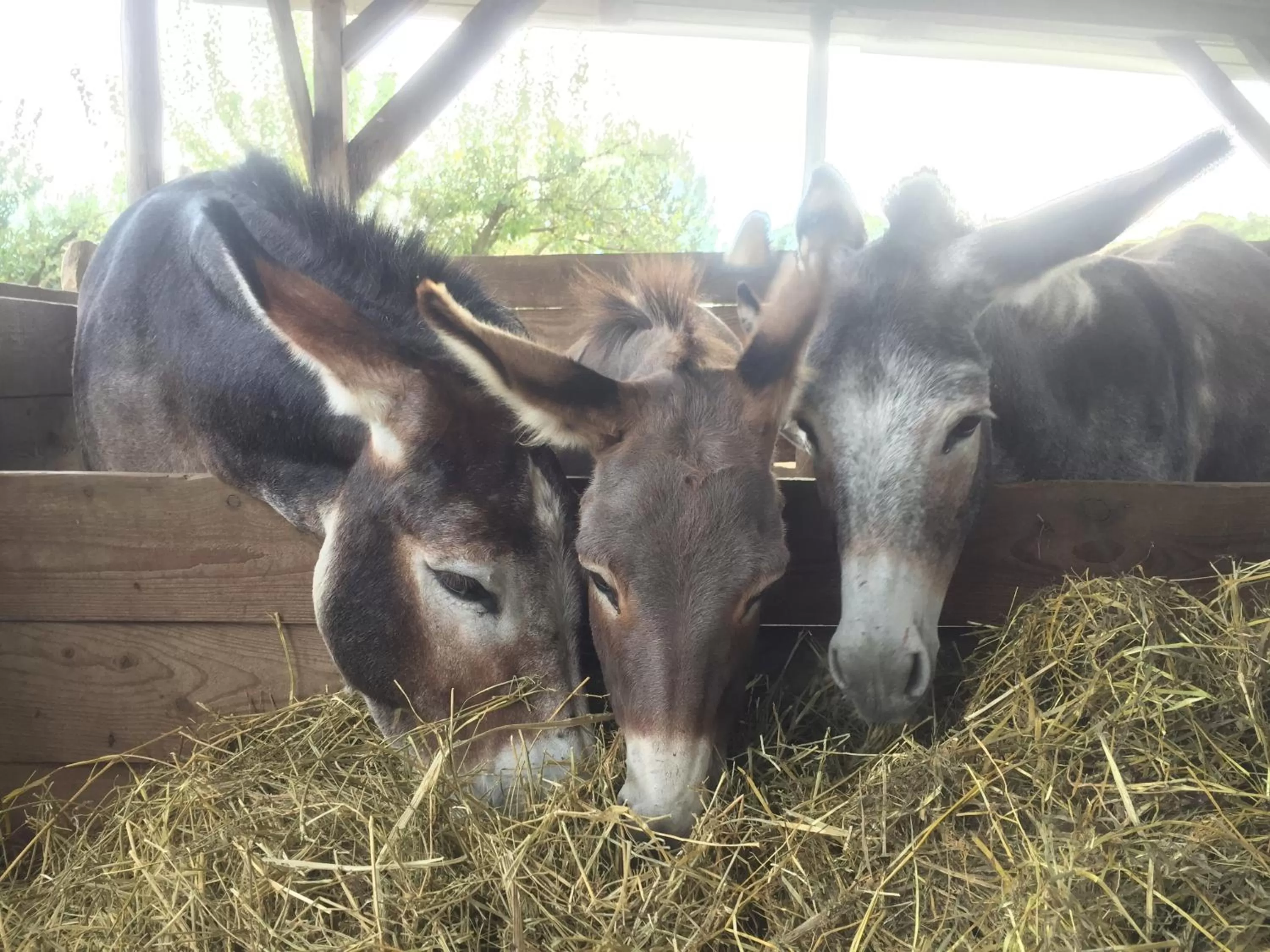Animals in Agriturismo Porcaloca