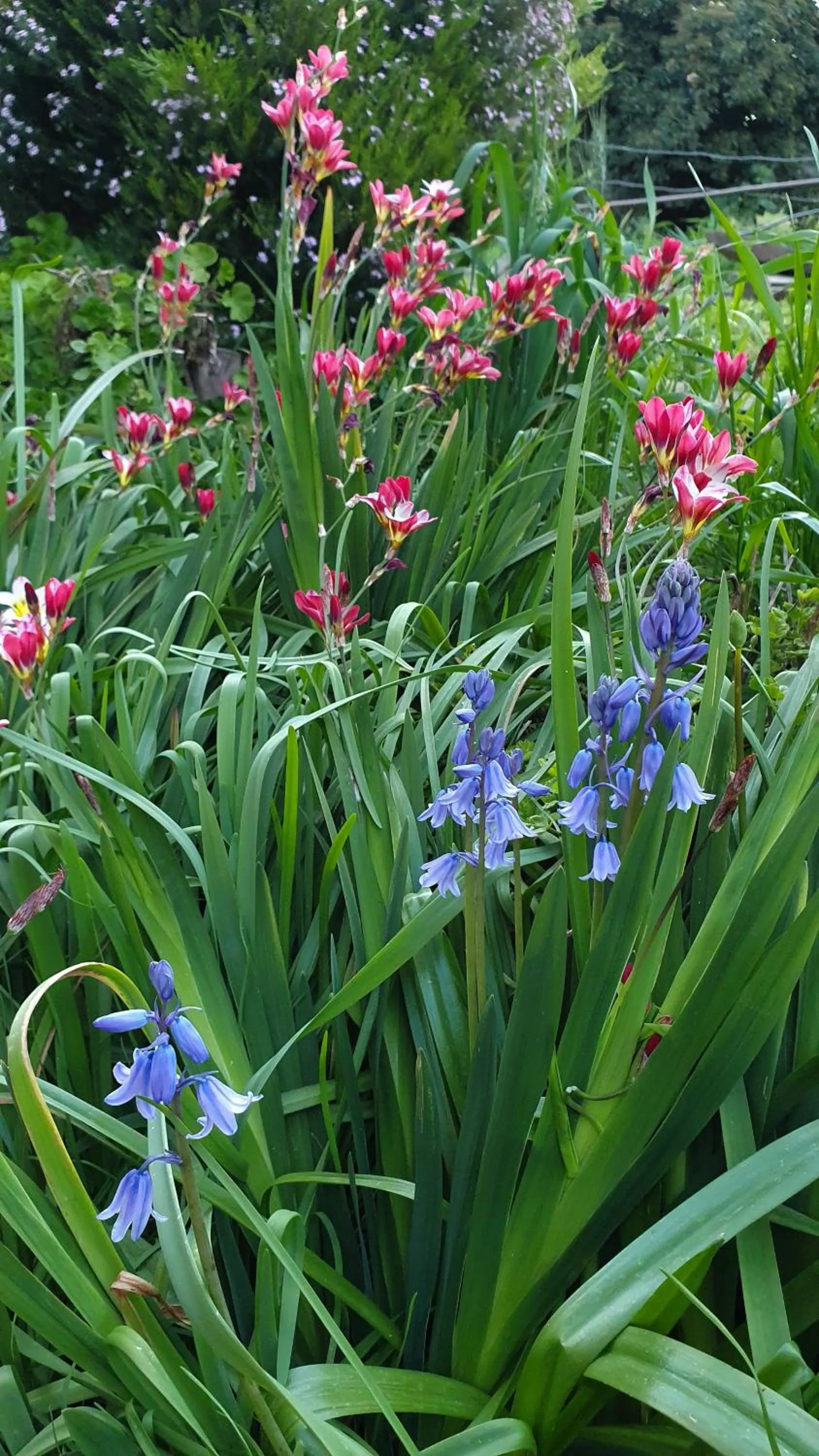Spring in Amble at Hahndorf