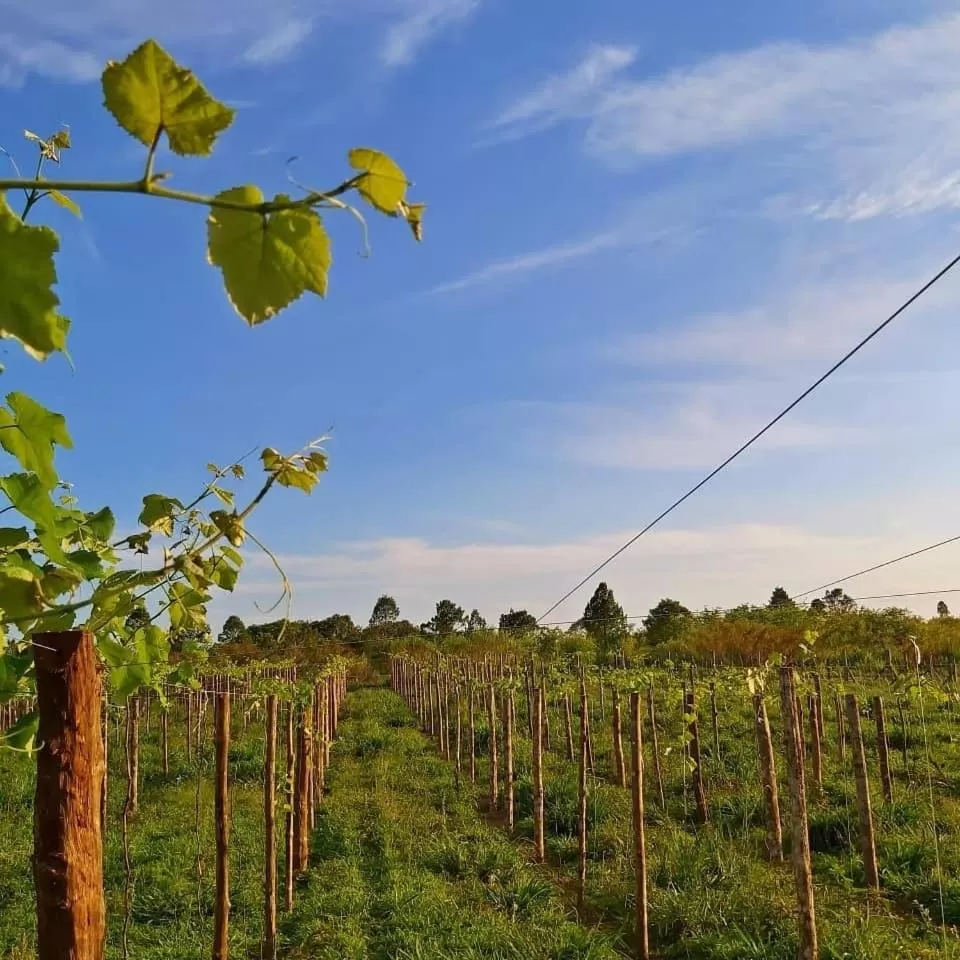 Pousada Vale Dos Figos
