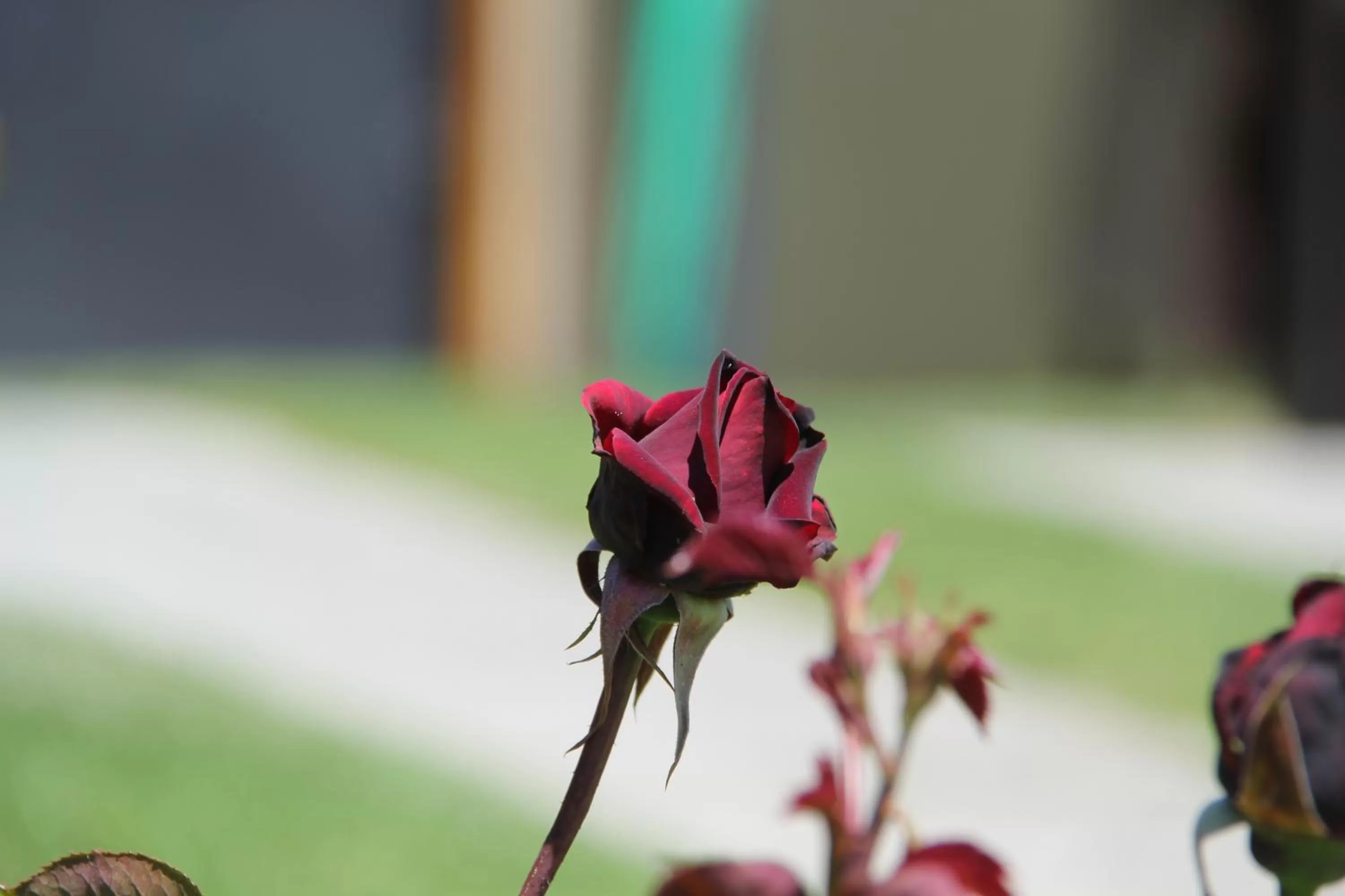 Garden in Apart Haiken