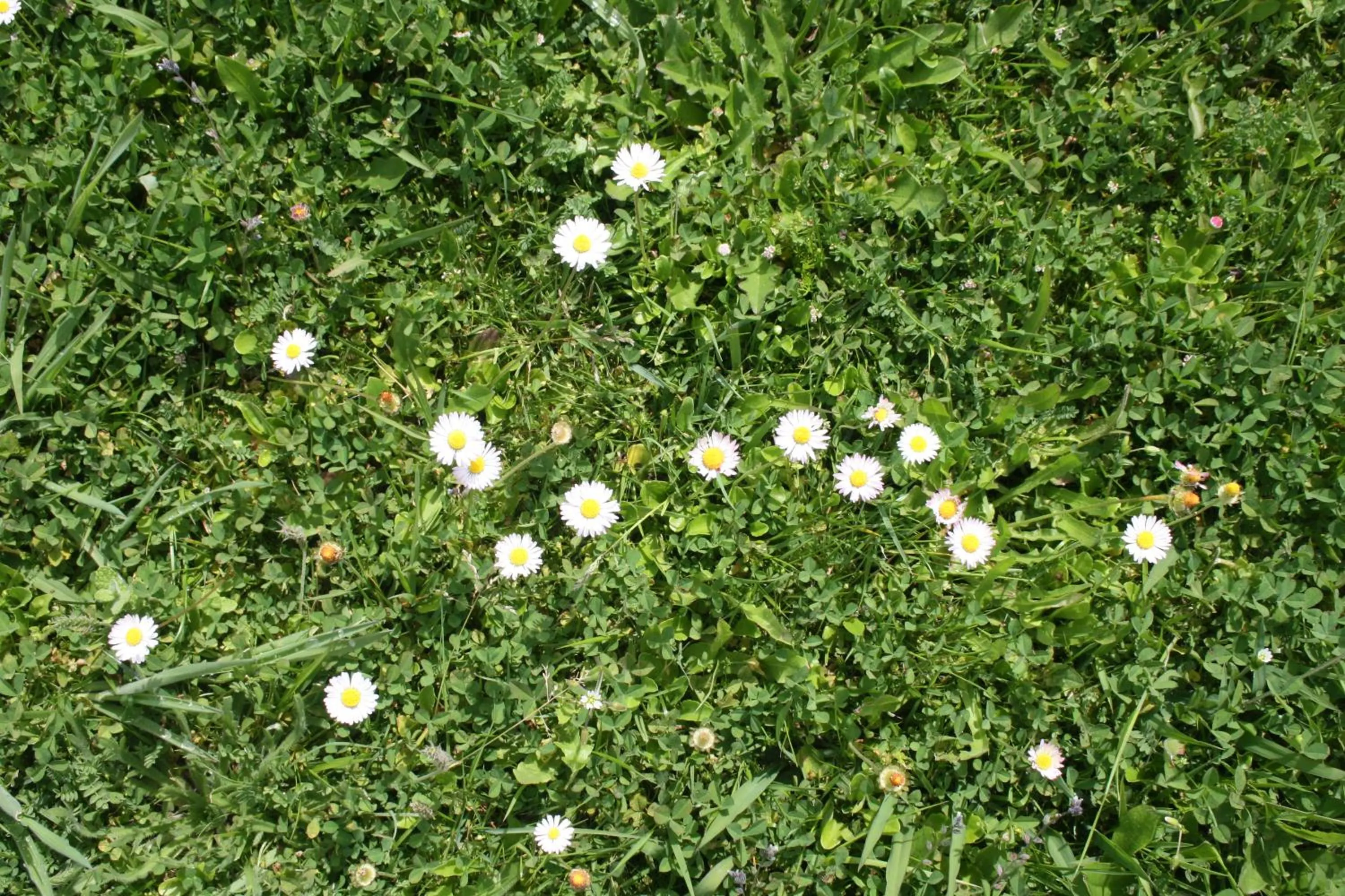Garden in A Casa da Meixida