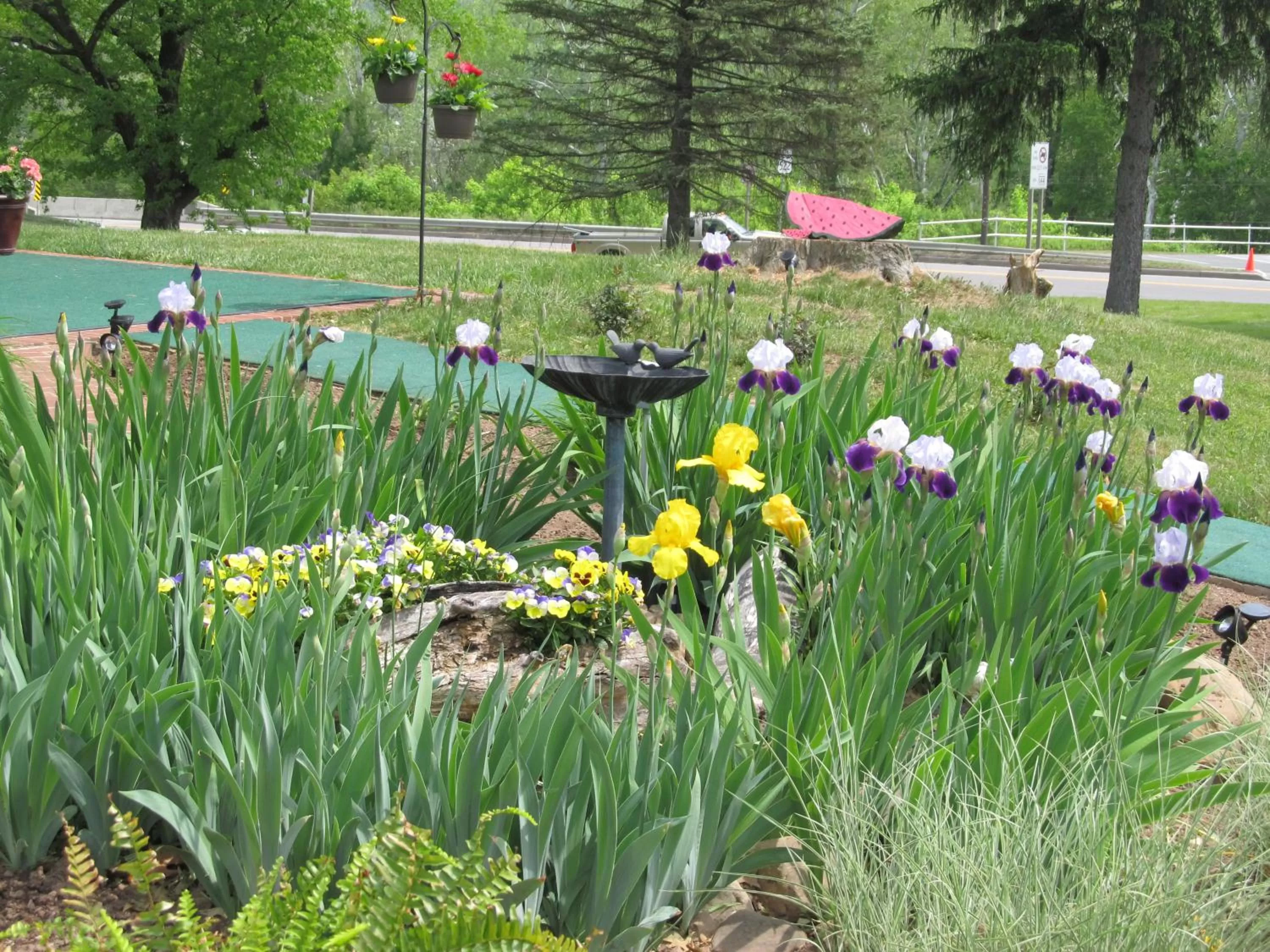 Natural landscape, Garden in Hancock Motel