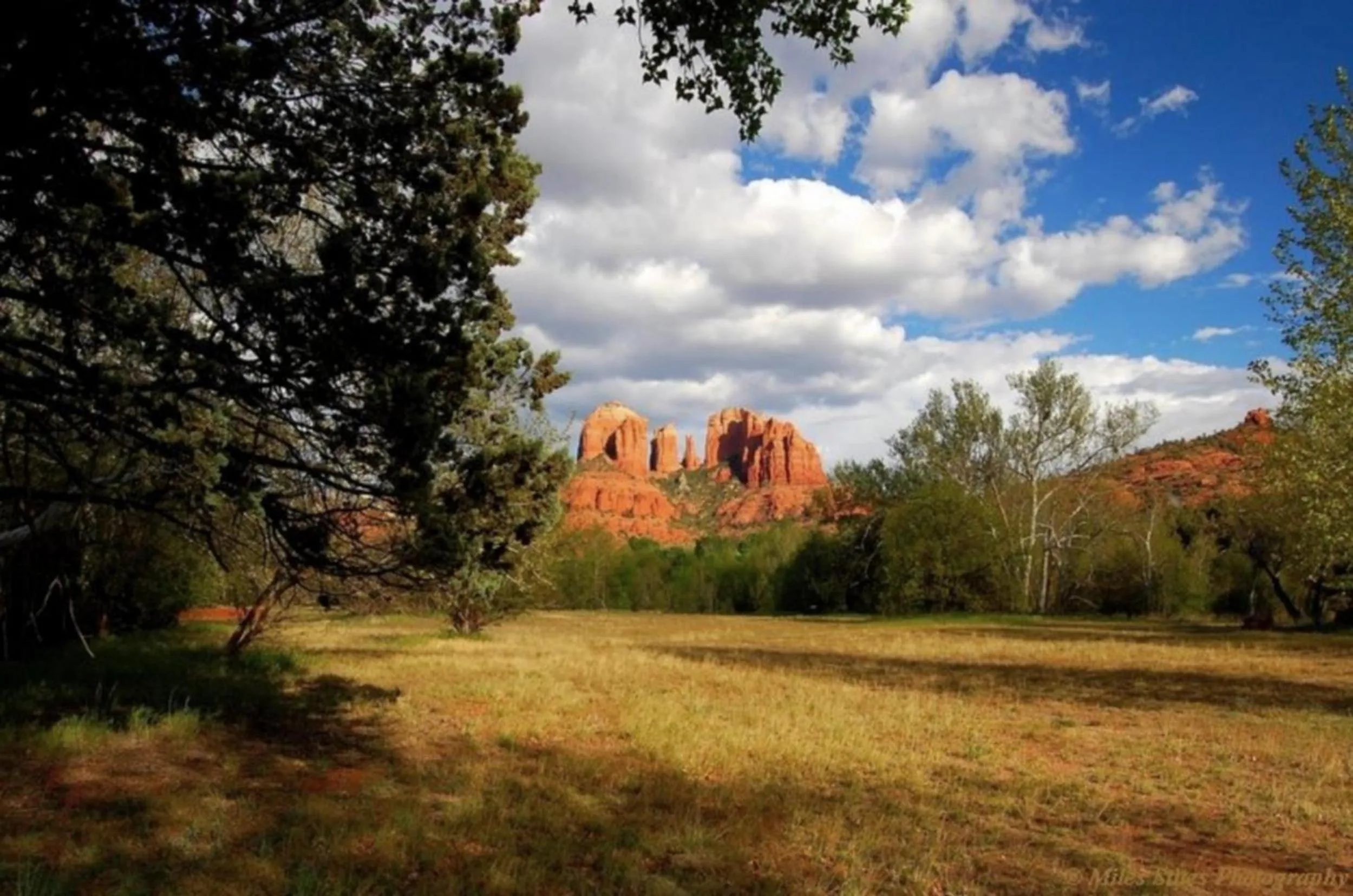 Day in Baby Quail Inn