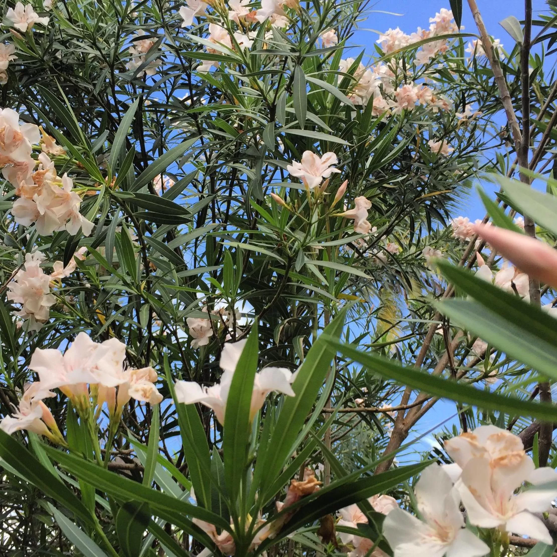 Garden in Hotel Jardin de la Paix