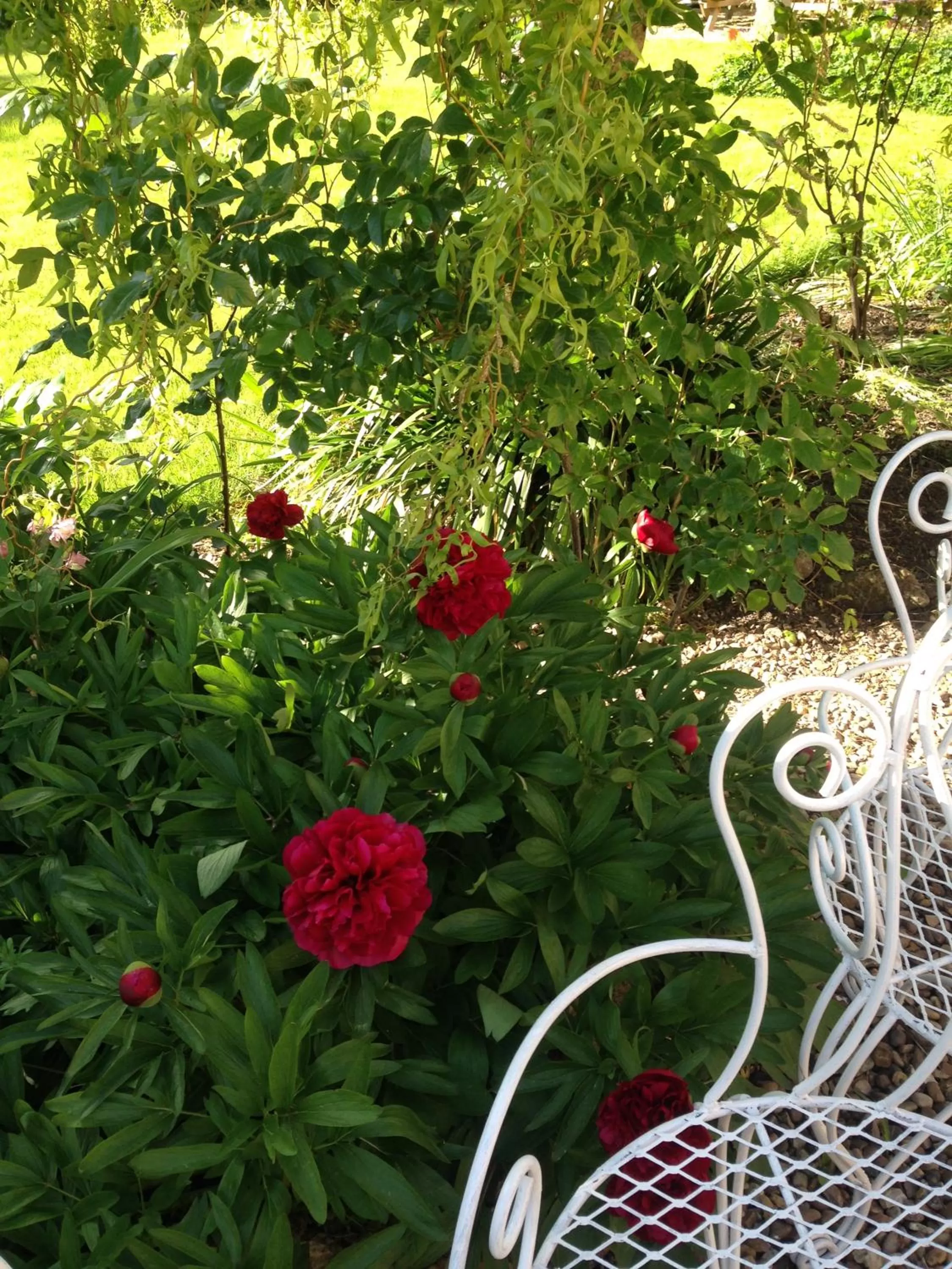 Garden in The Fox and Hounds