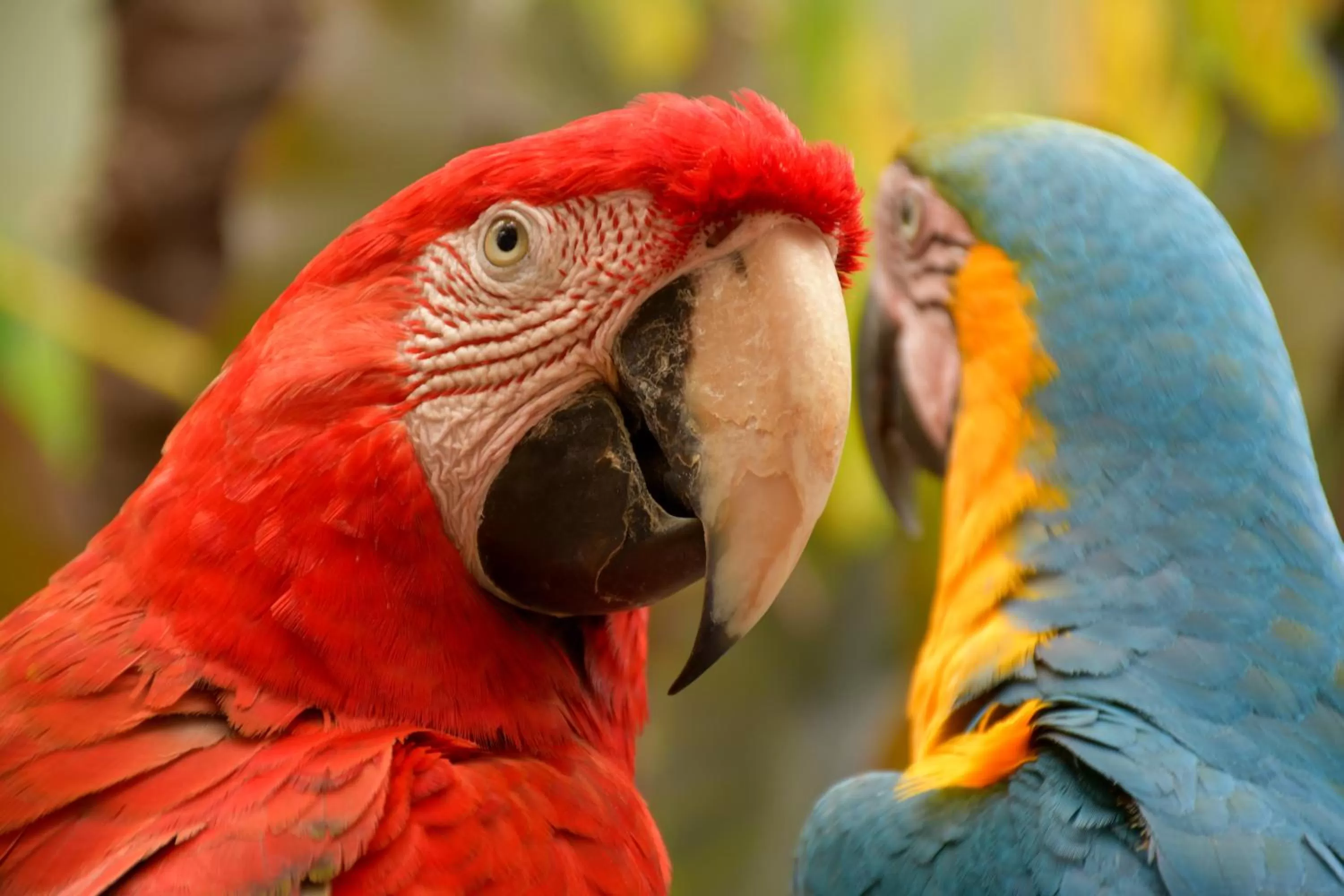 Animals in Pousada Sol e Mar