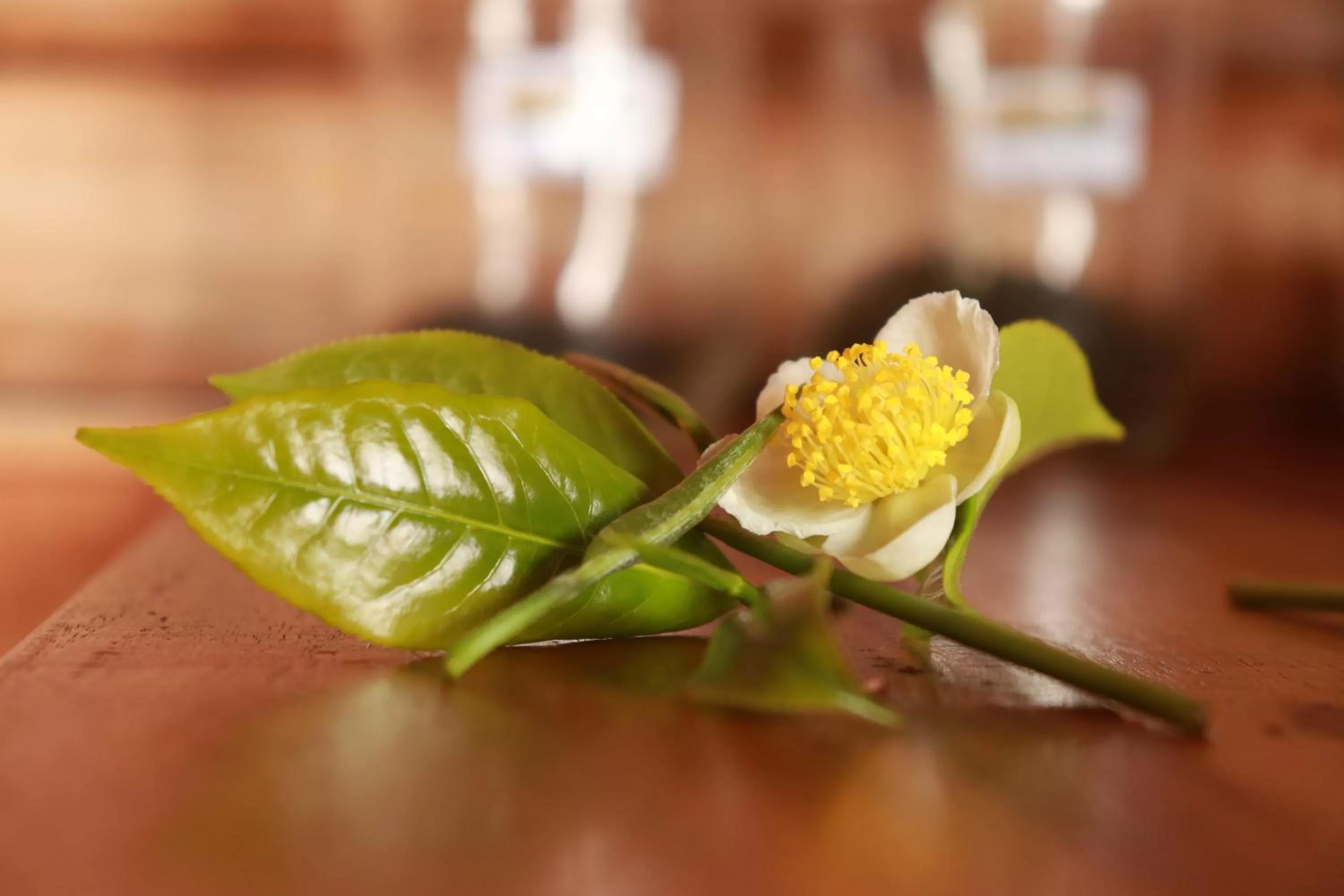 Activities in TREE TREK BOQUETE Adventure Park