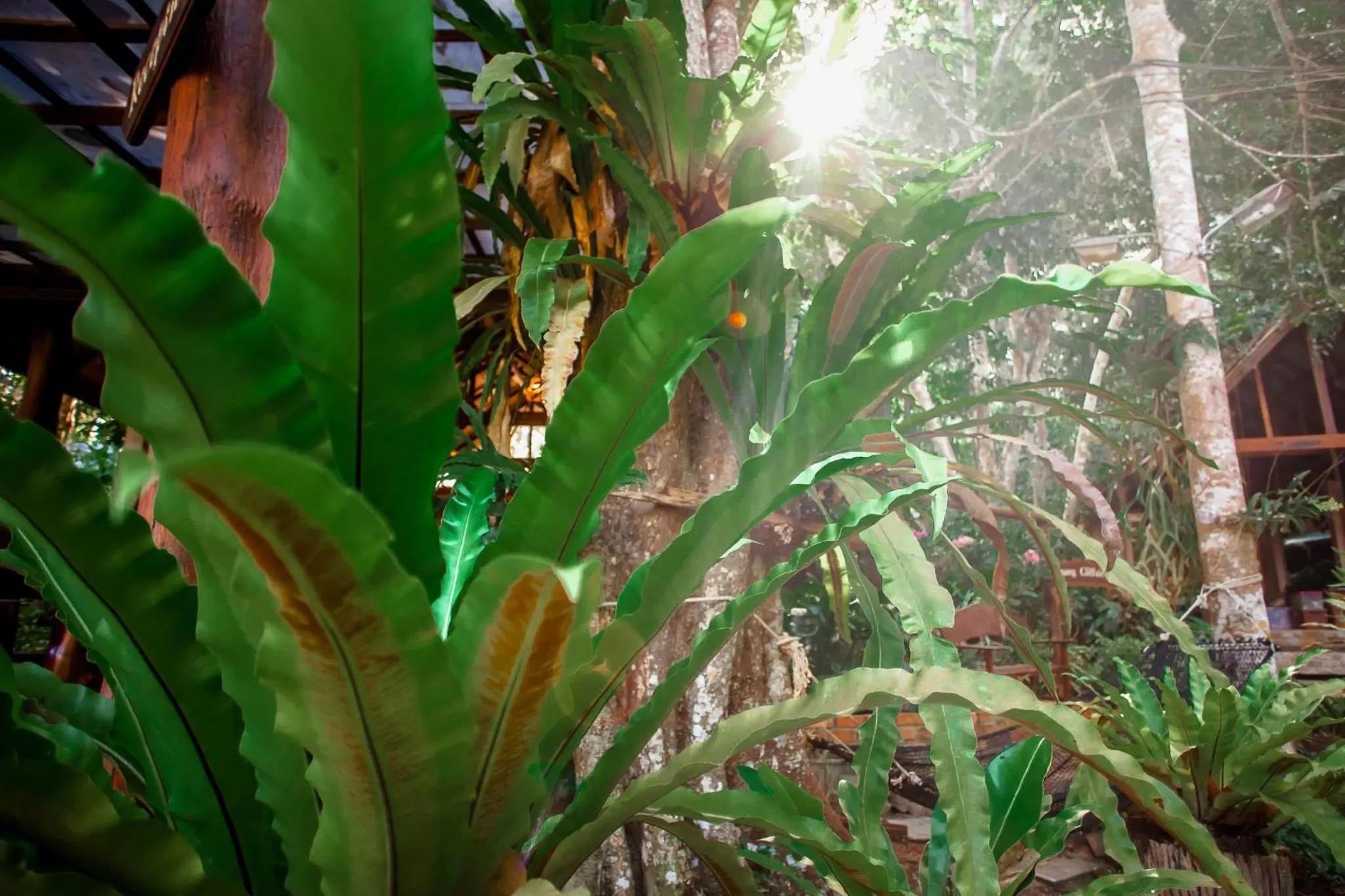 Day in The Vatika Resort and Spa