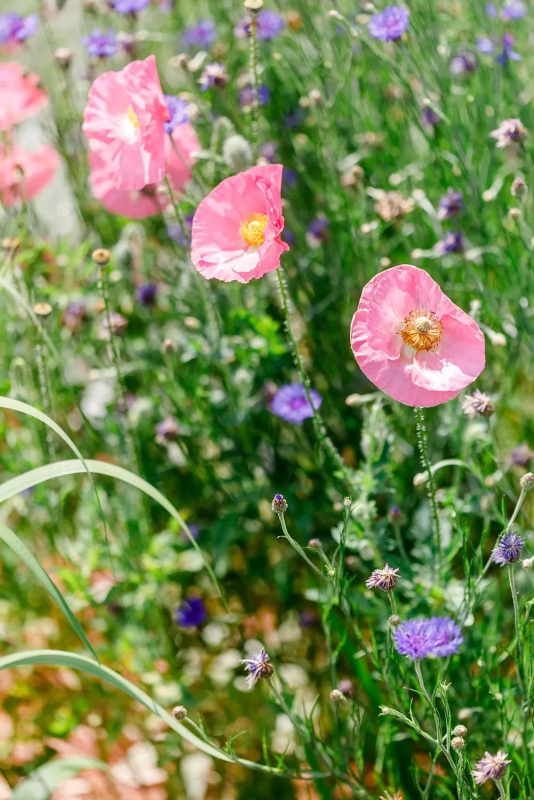 Garden in The Babcock House
