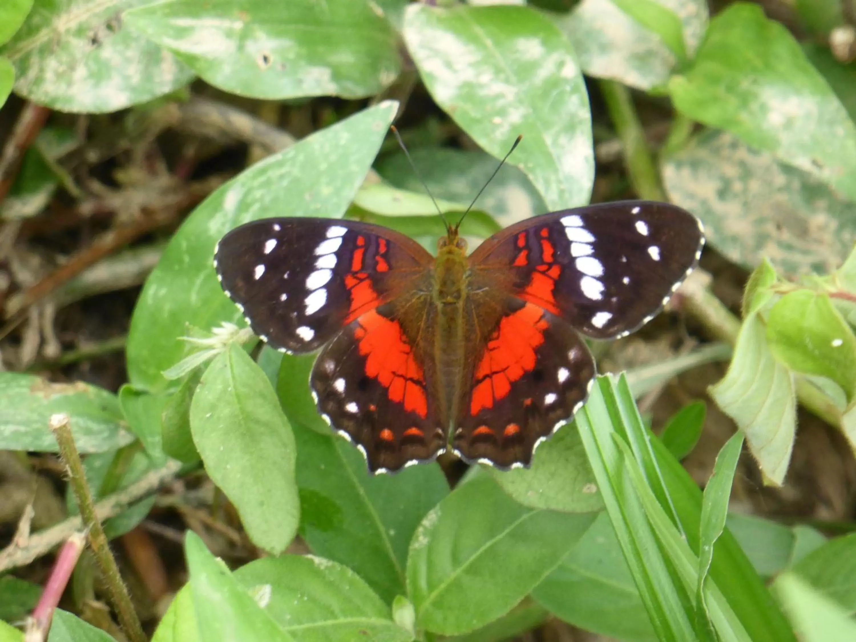 Mirador Finca Morrogacho