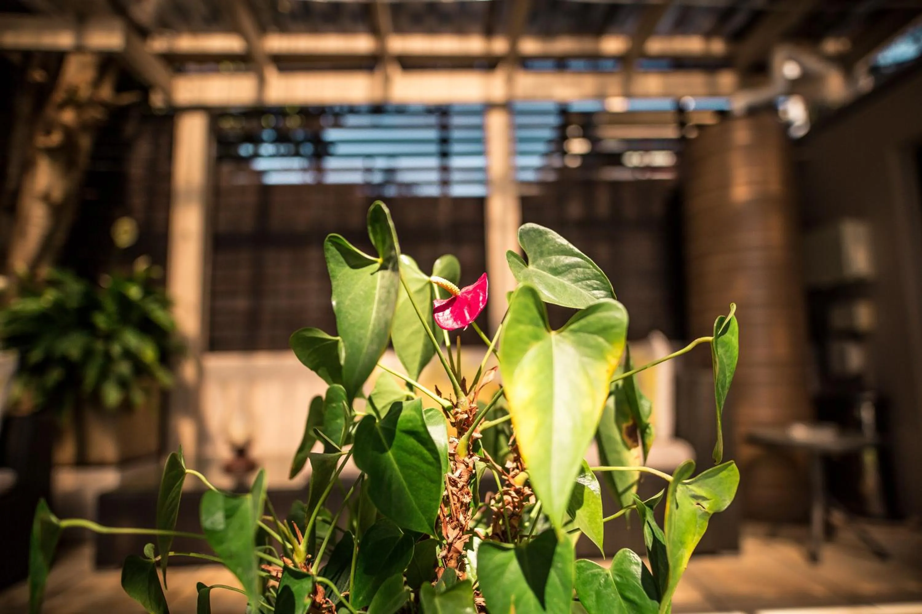Garden in Point B Guest House -Sustainable Solar Energy
