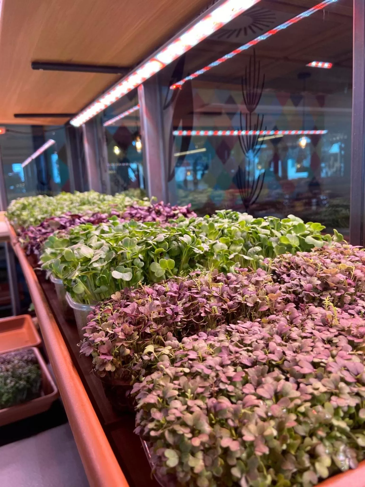 Restaurant/places to eat in Mountain Hotel Luis