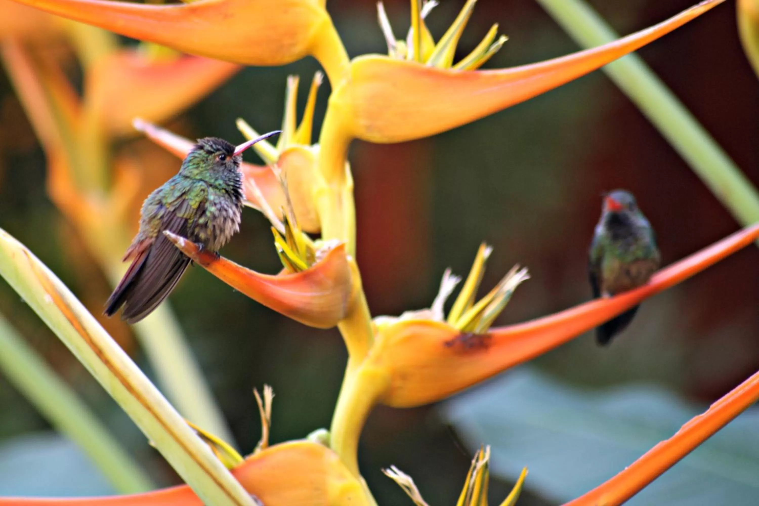 Natural landscape in La Casa Amarilla