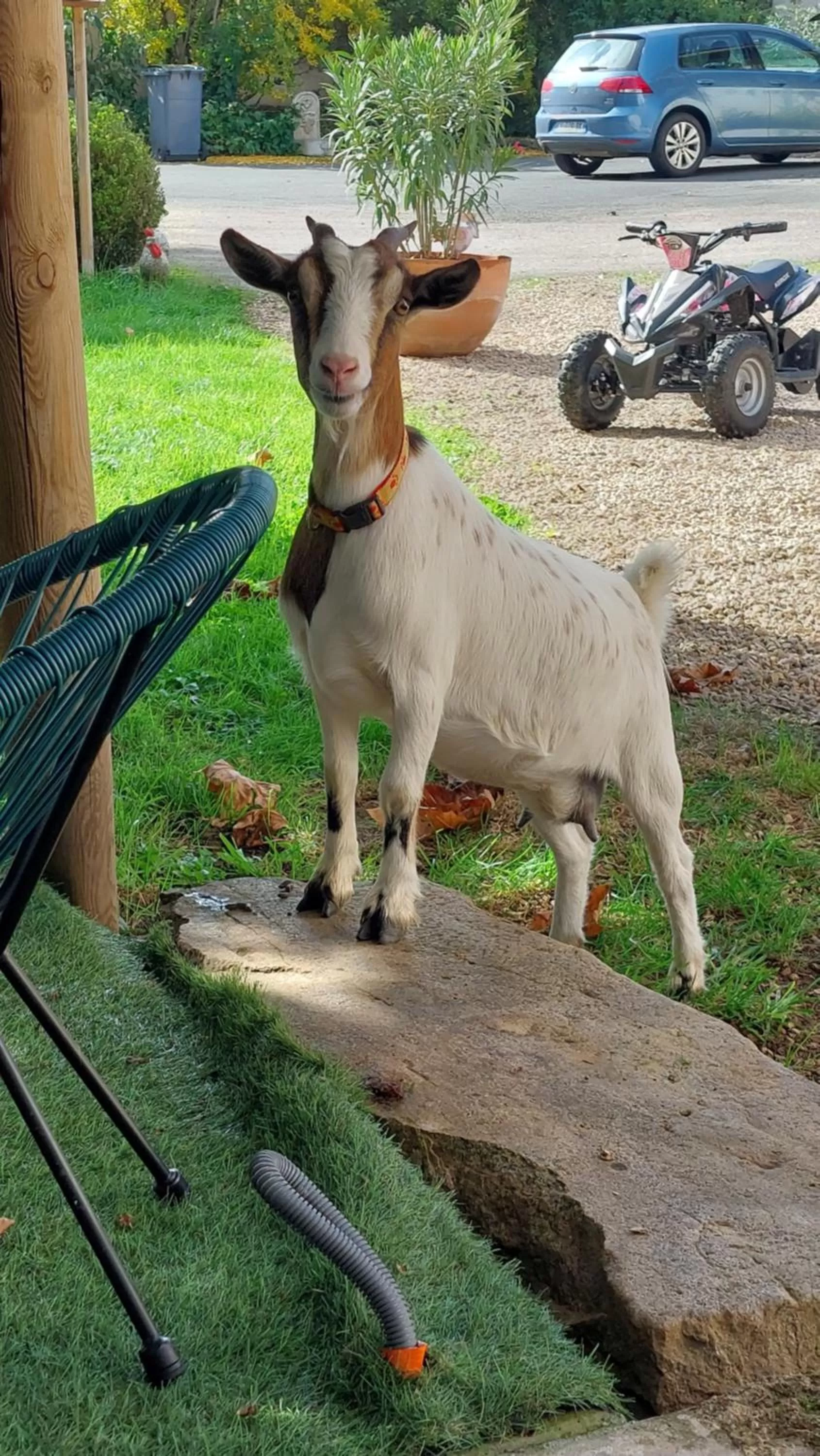 Other Animals in L'Orée du Bois Bettu