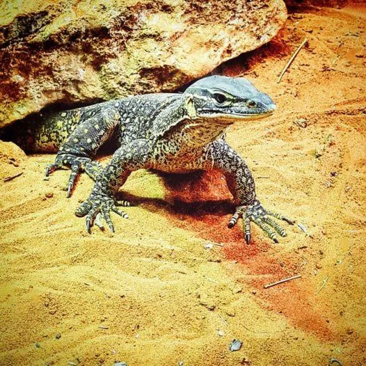 Ningaloo Lodge Exmouth