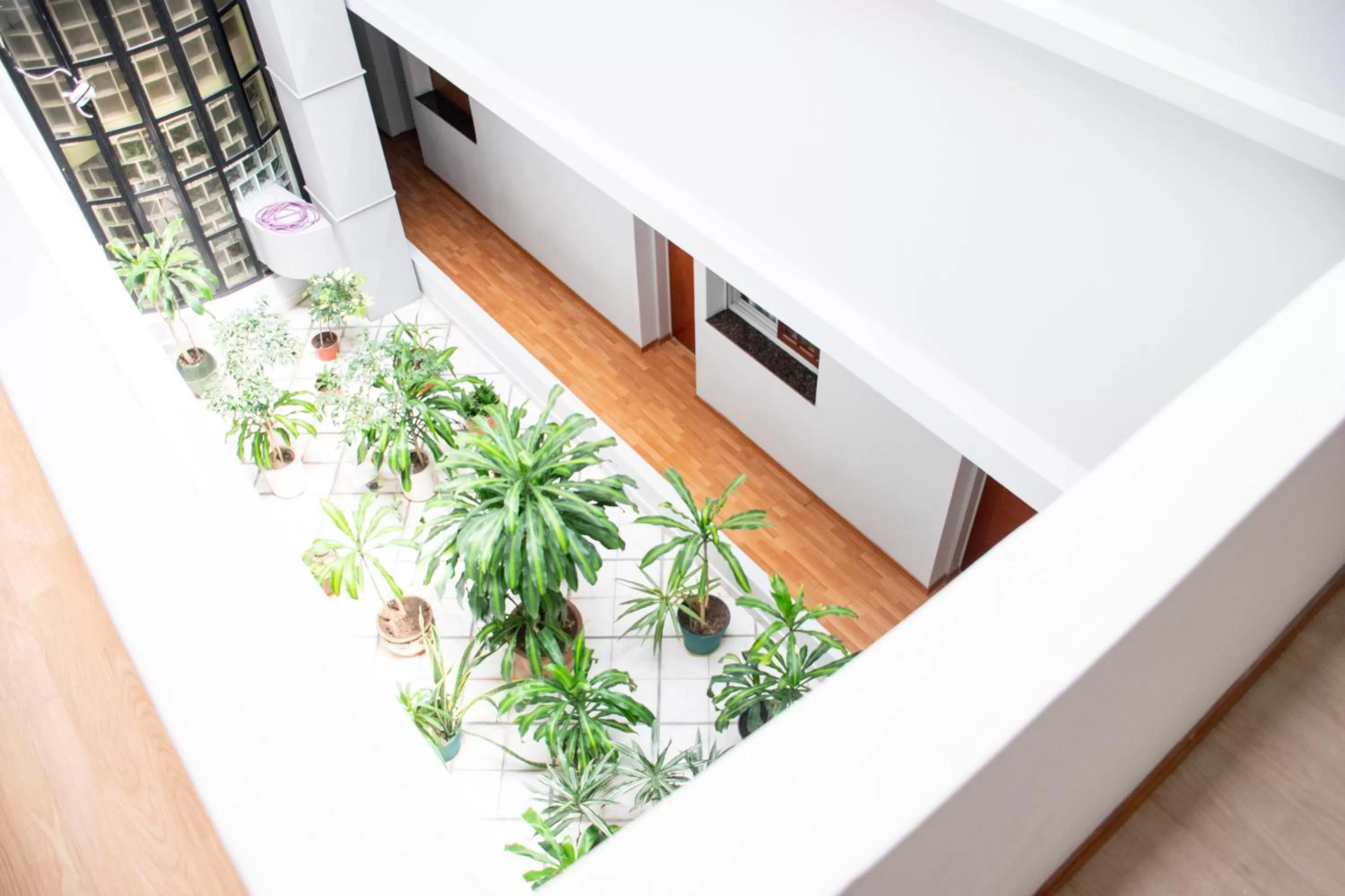 Garden in Hotel Internacional