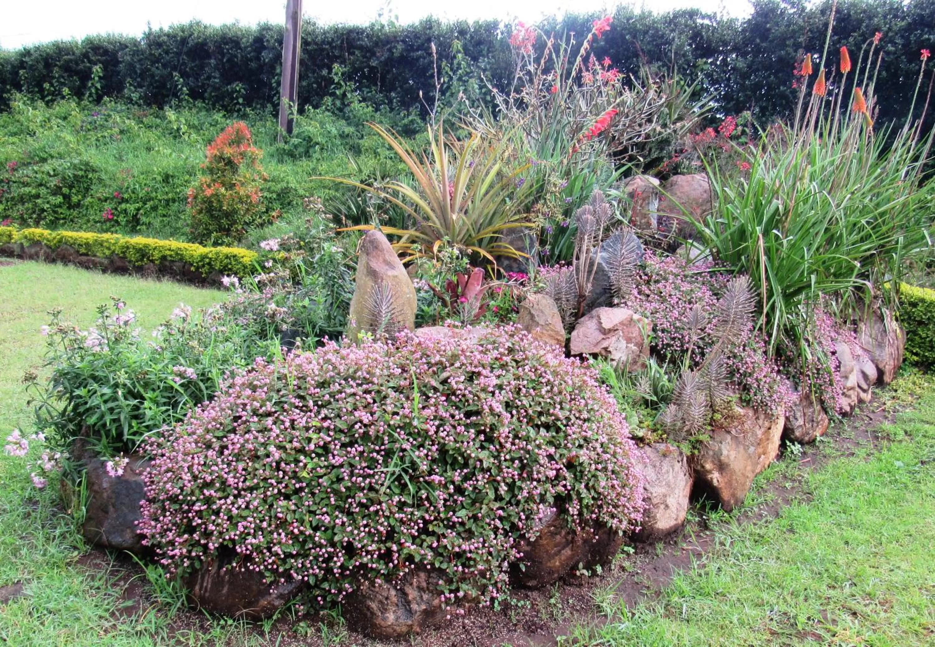 Garden in Koi Koi, Fort Portal