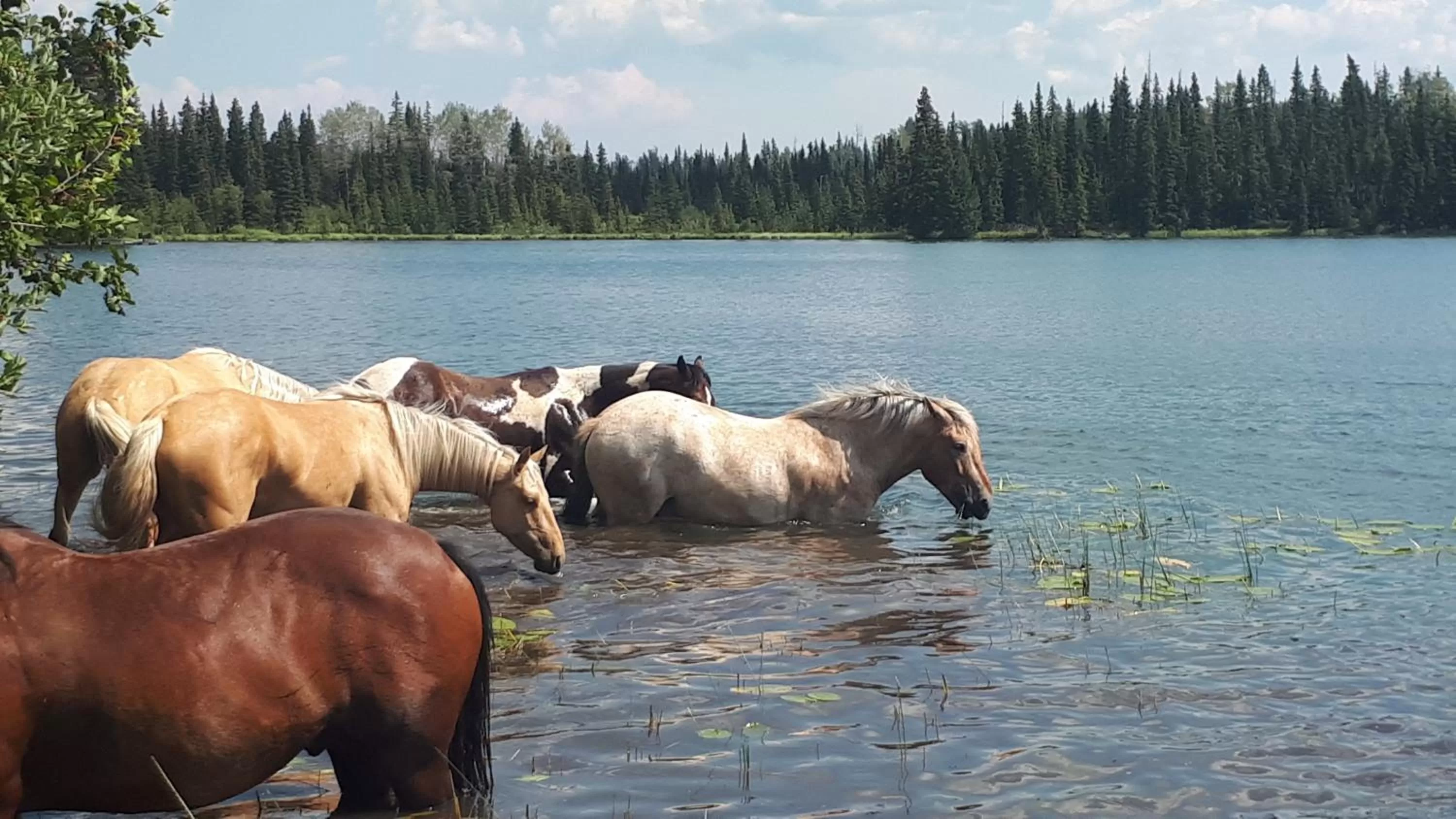 Animals in Wettstone Guest Ranch