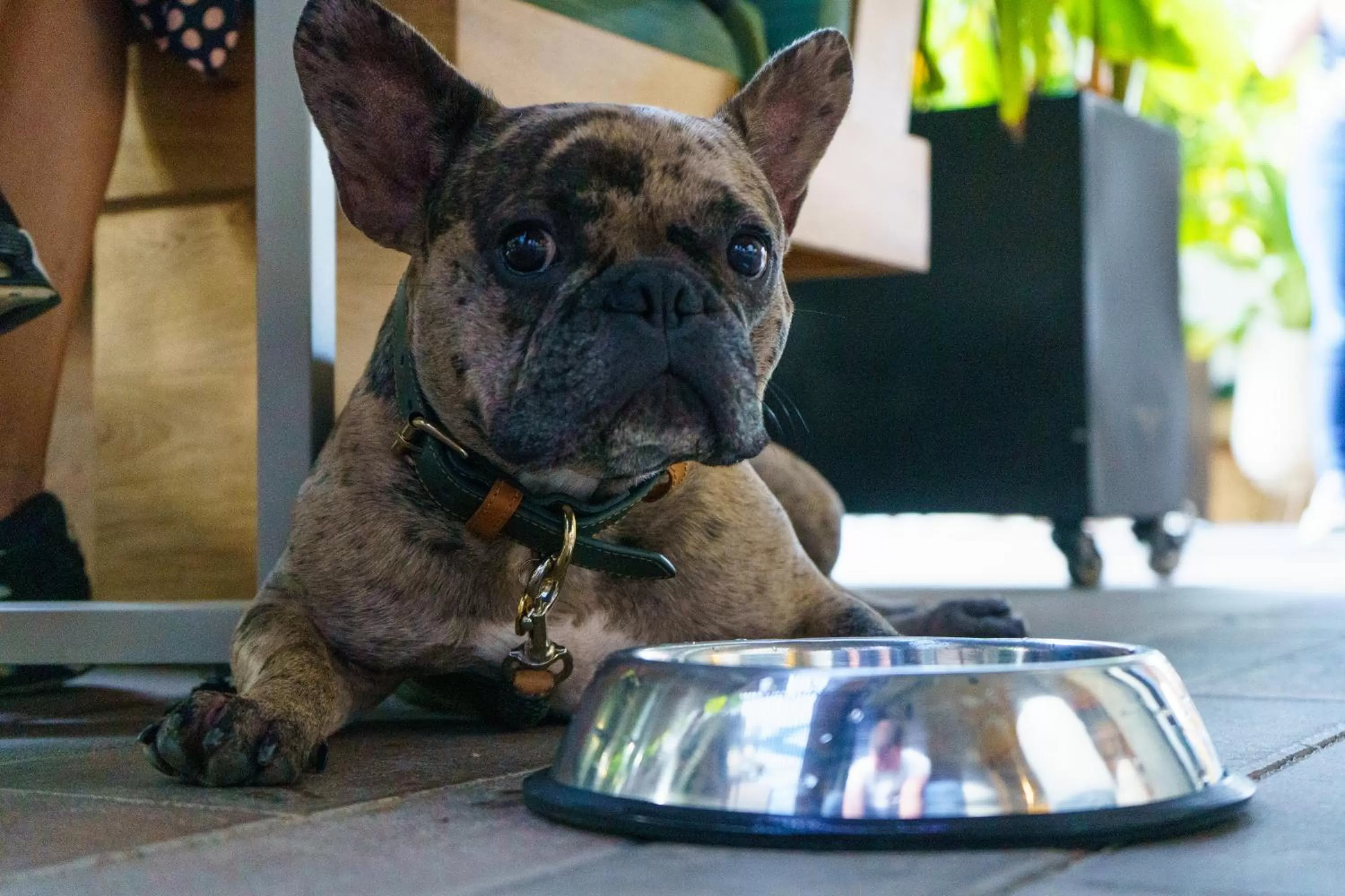 Restaurant/places to eat in Eutopiq Hotel