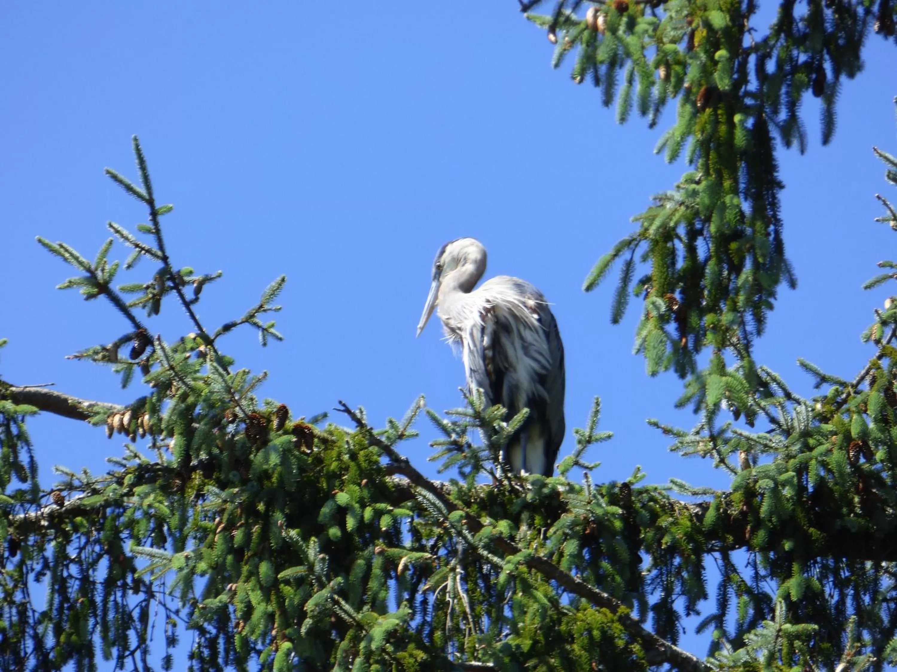 Animals in Sheltered Nook On Tillamook Bay