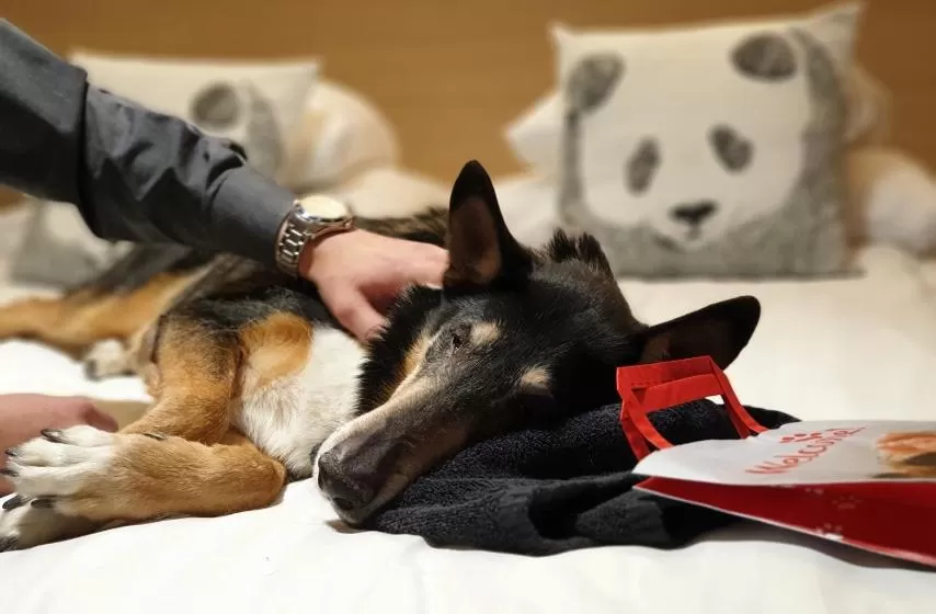 Pets in Original Sokos Hotel Lakeus Seinäjoki