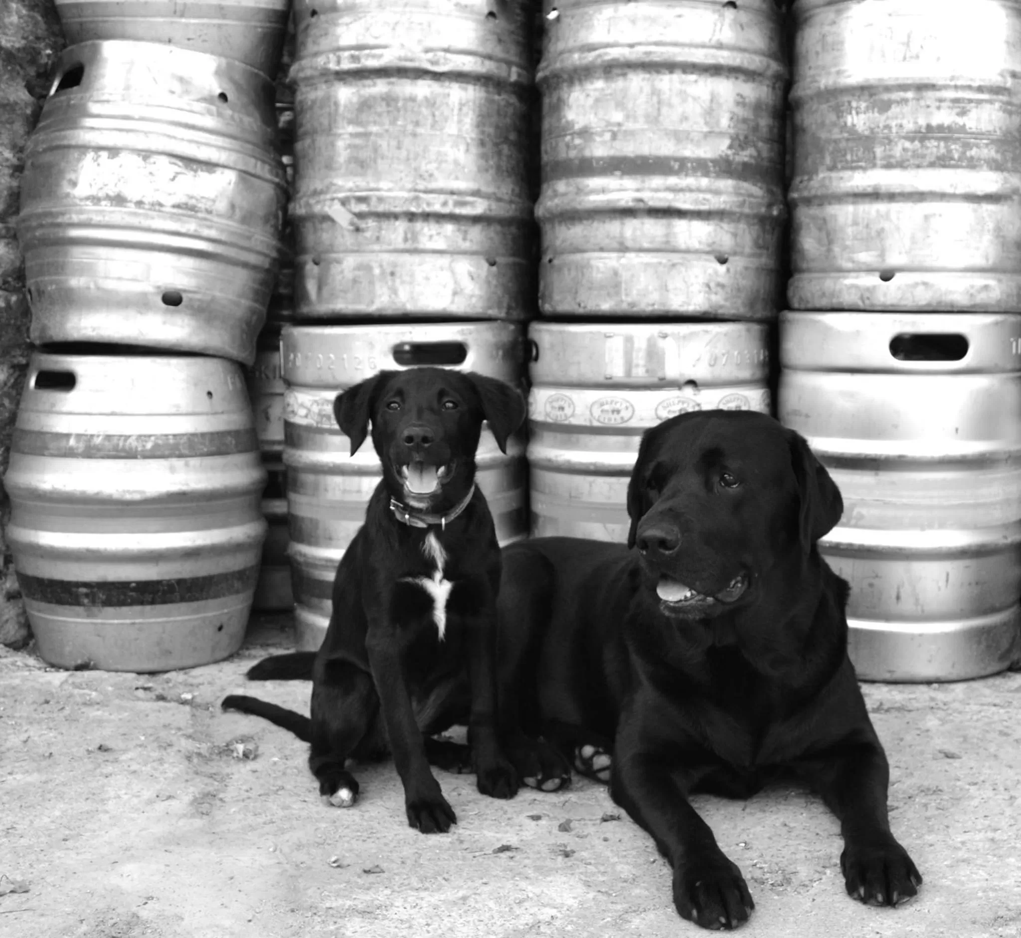 Day, Pets in The Maltsters Arms