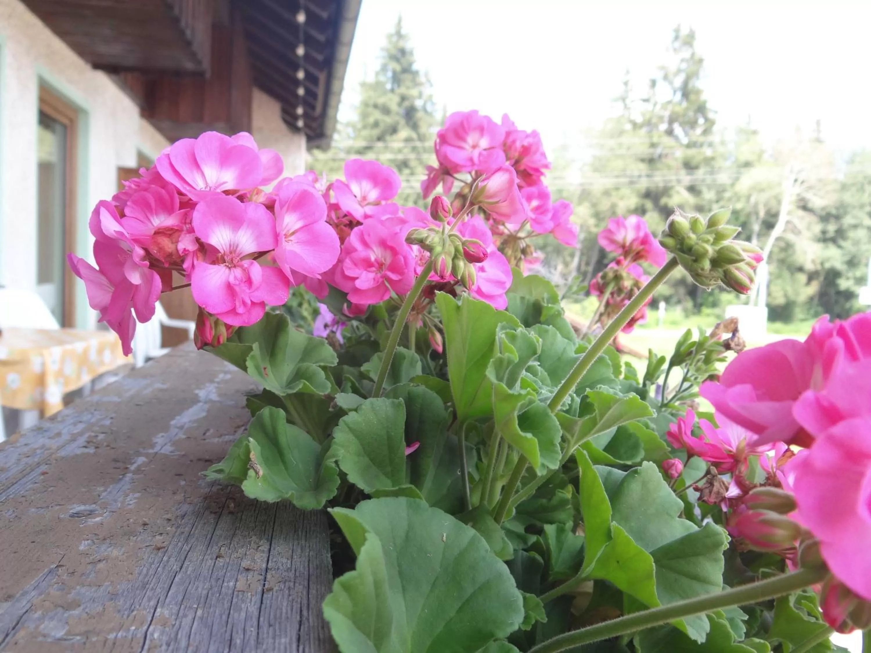 Decorative detail in Beim Haxenwirt
