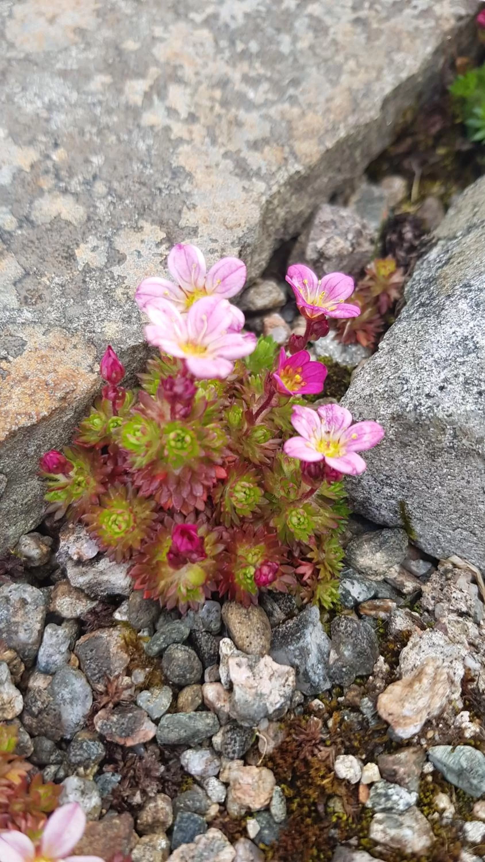 Garden in Willowbank House