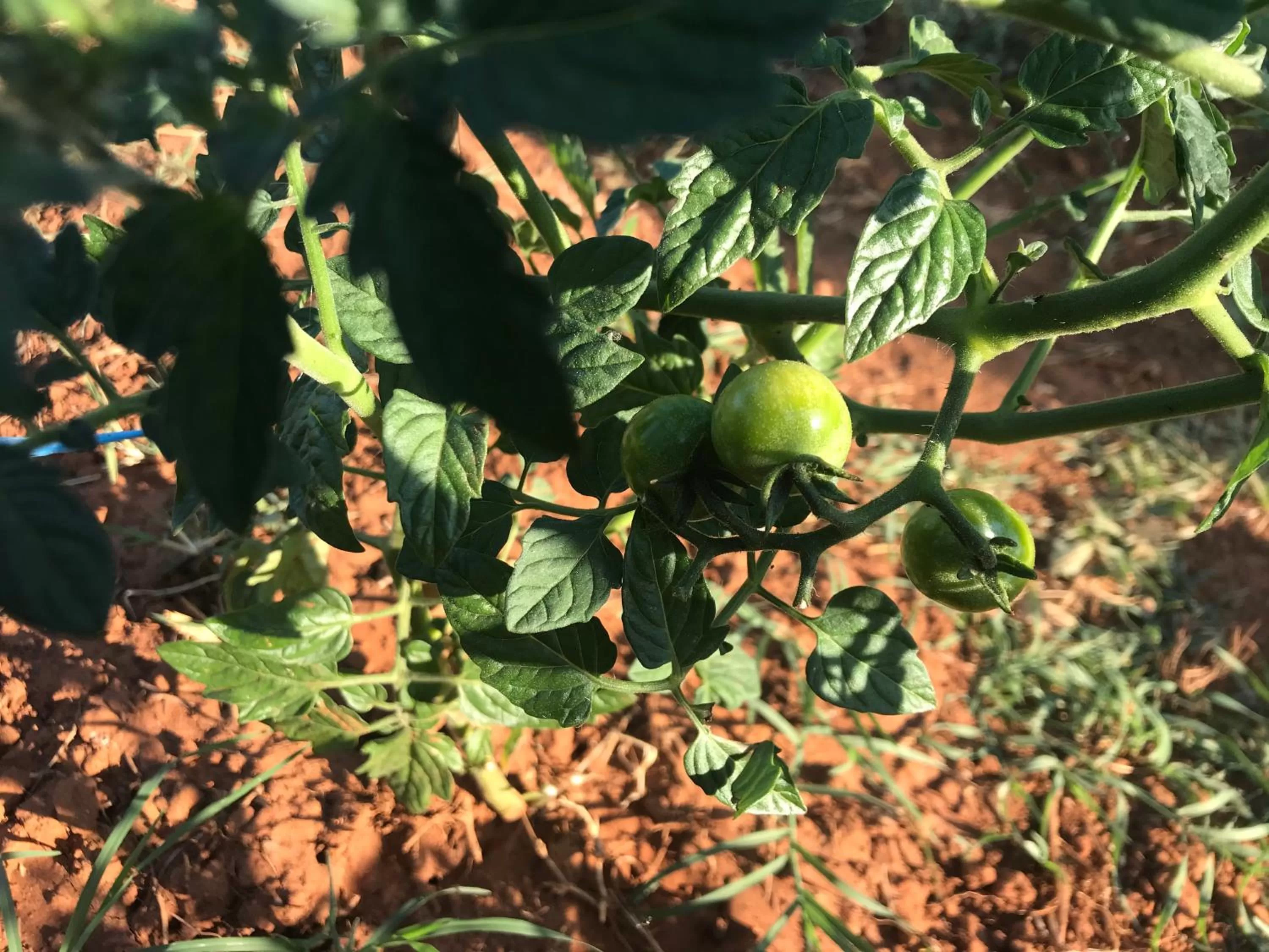 Restaurant/places to eat in Villa Flowers