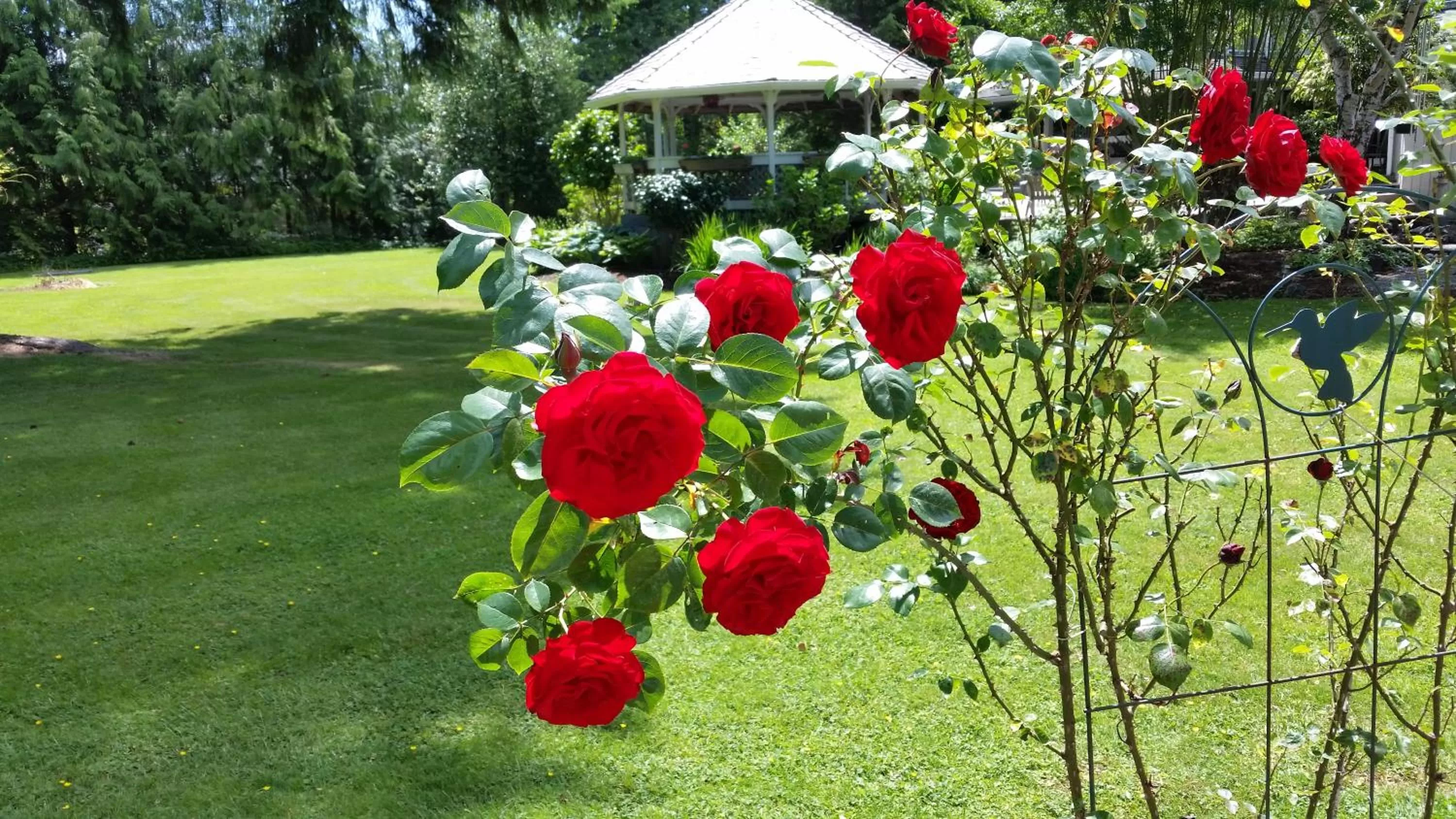 Garden view, Garden in Hummingbird Guesthouse