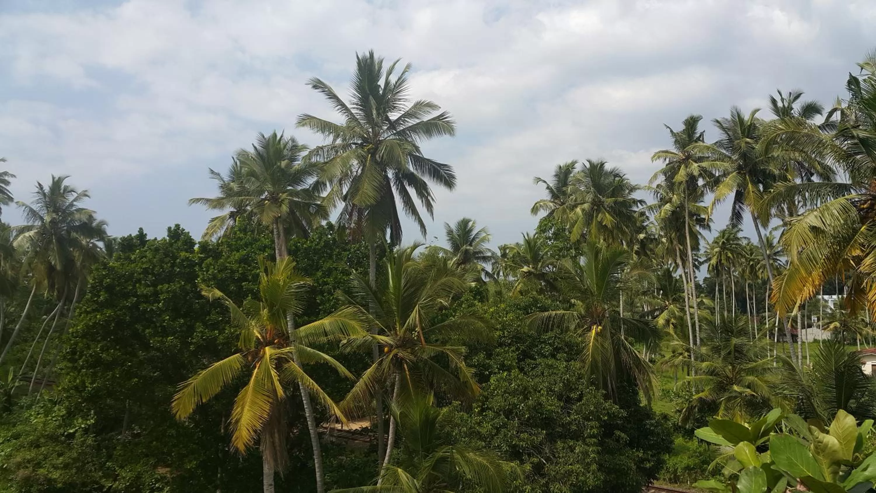 Garden view in Green Almond Hotel