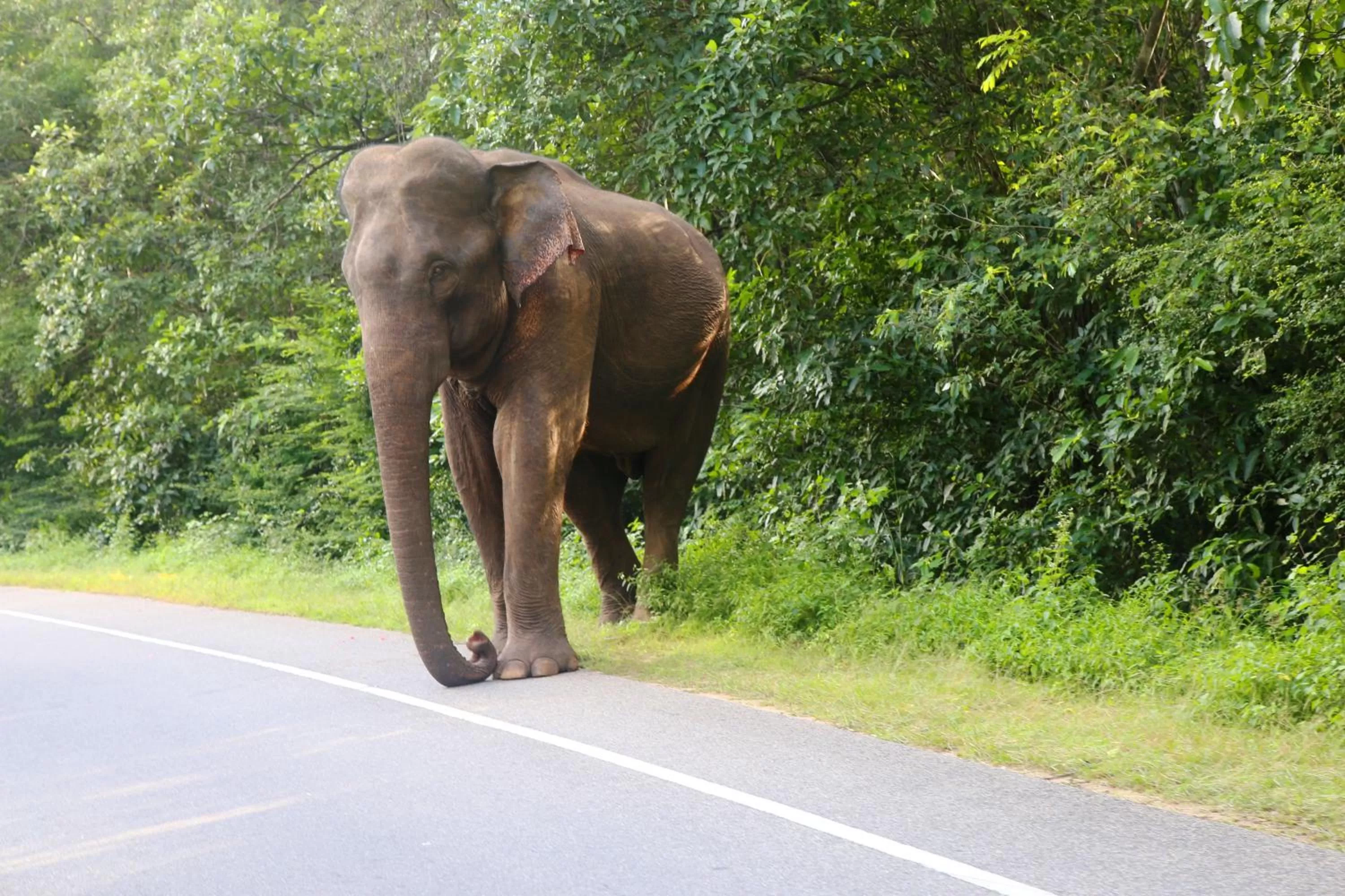 Animals in Honey Tree Polonnaruwa