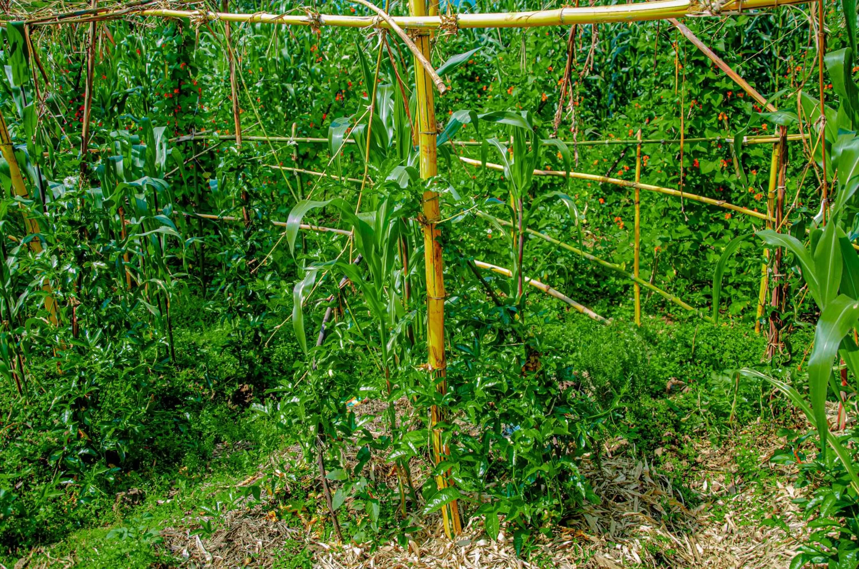 Garden in Fravan Eco Resort By Apogee