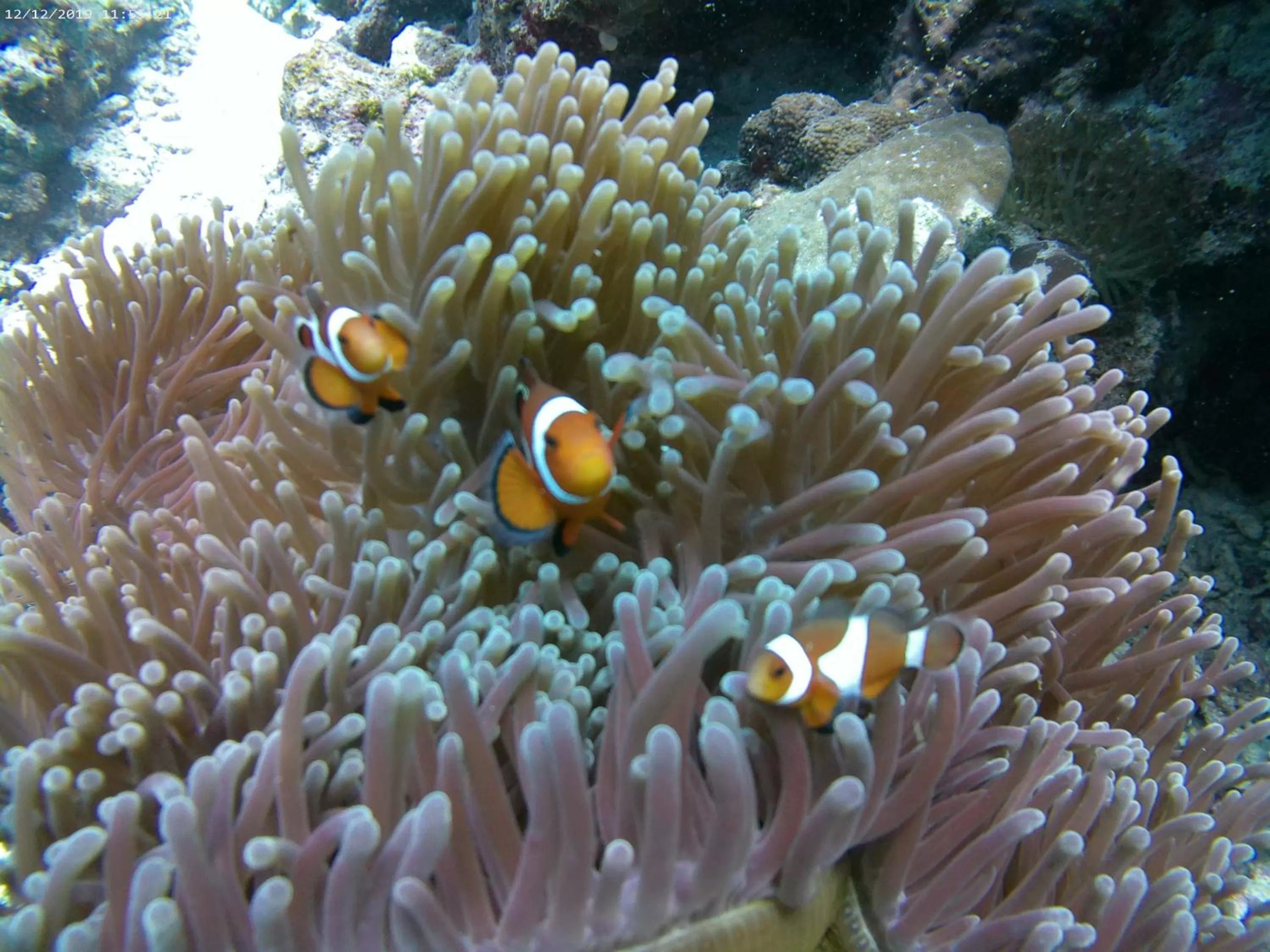 Coconut Inn Moalboal