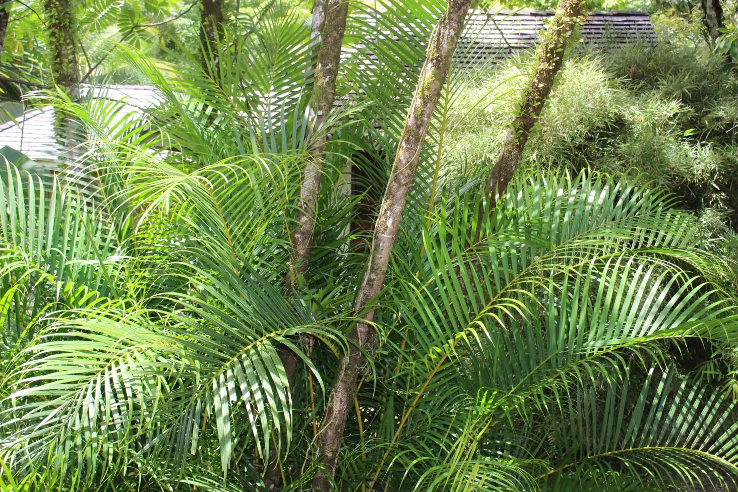Garden view in Acajou Hotel