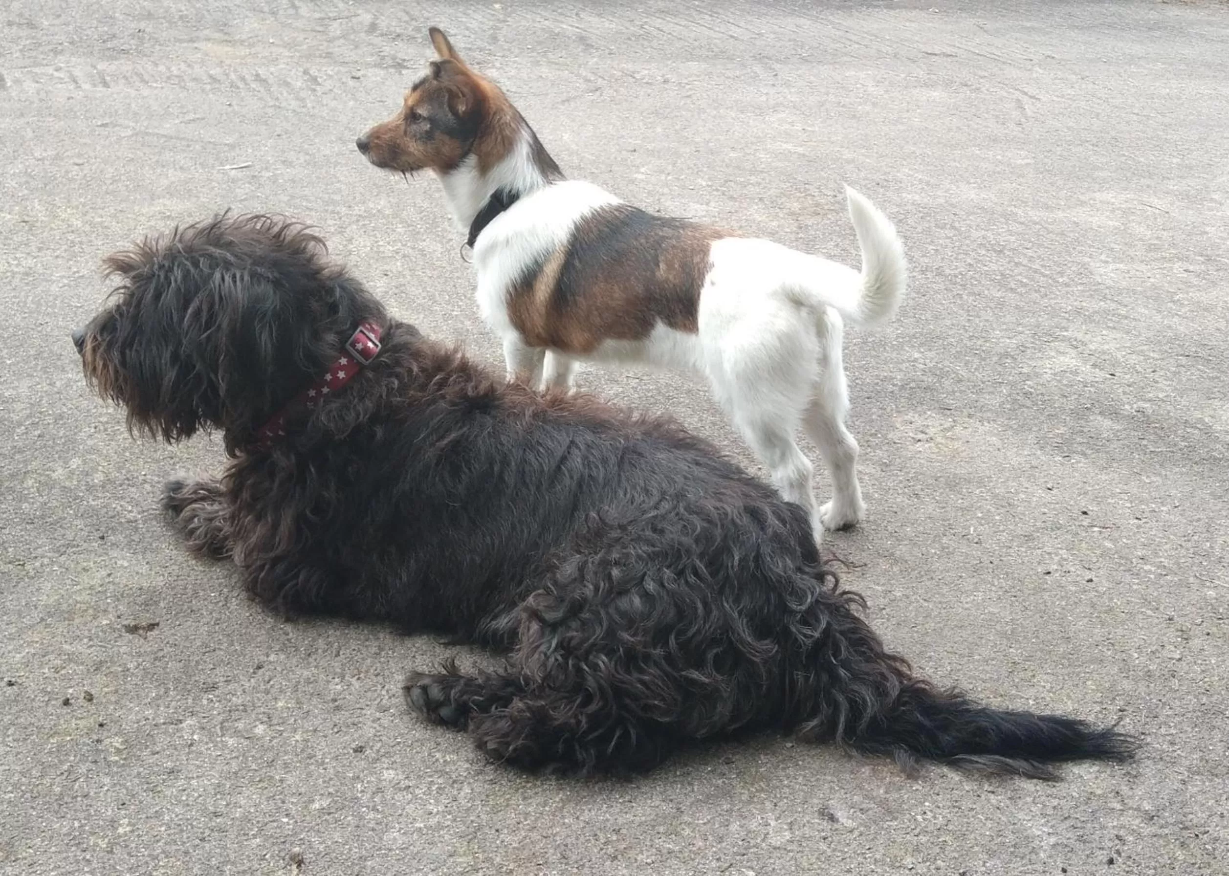 Pets in Dunroven Guest House